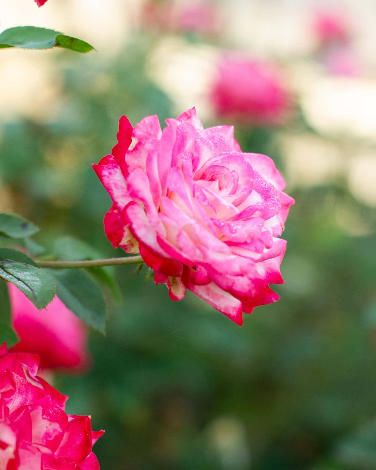 Candy Cane Cocktail Rose - Image 5