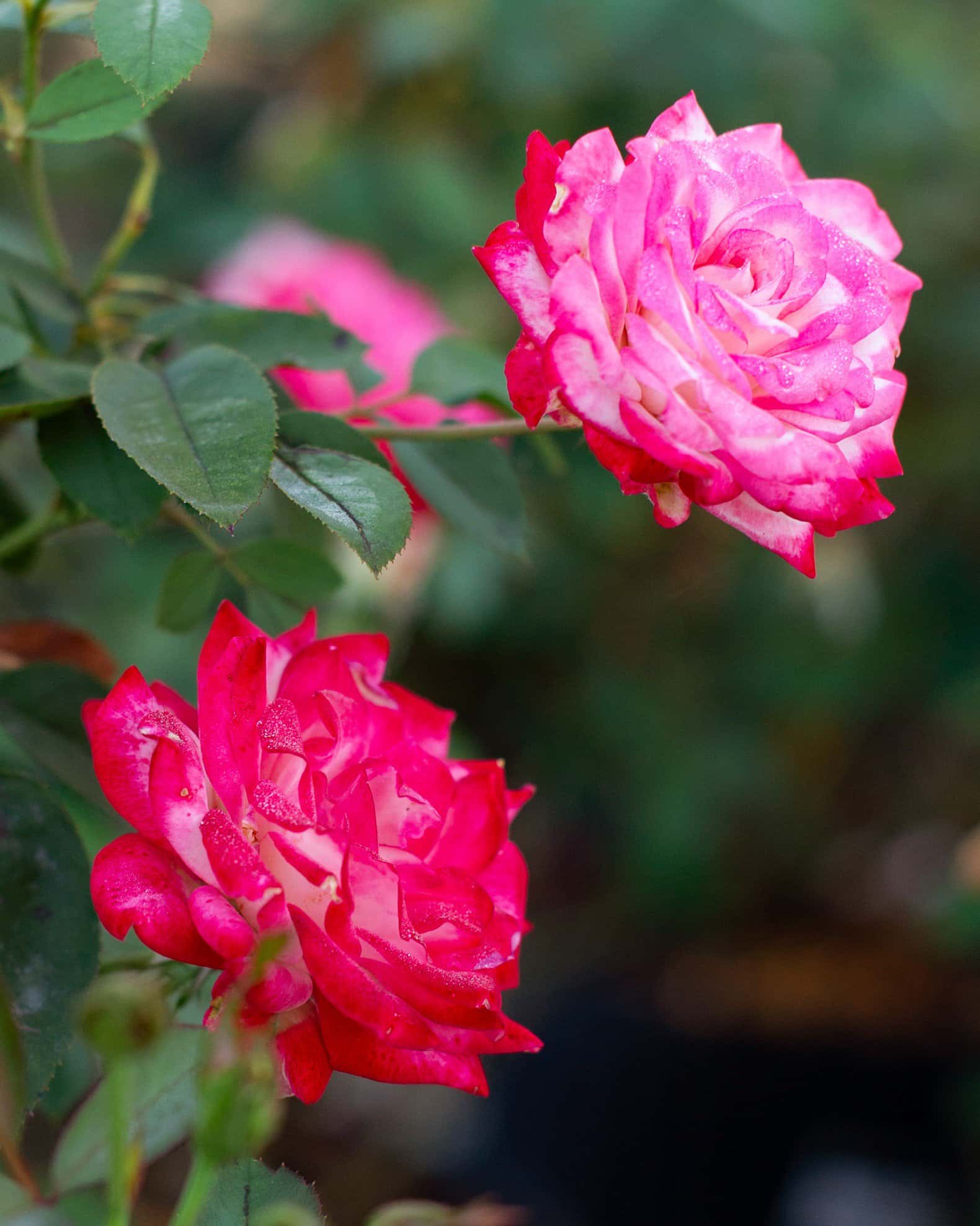 Candy Cane Cocktail Rose - Image 6