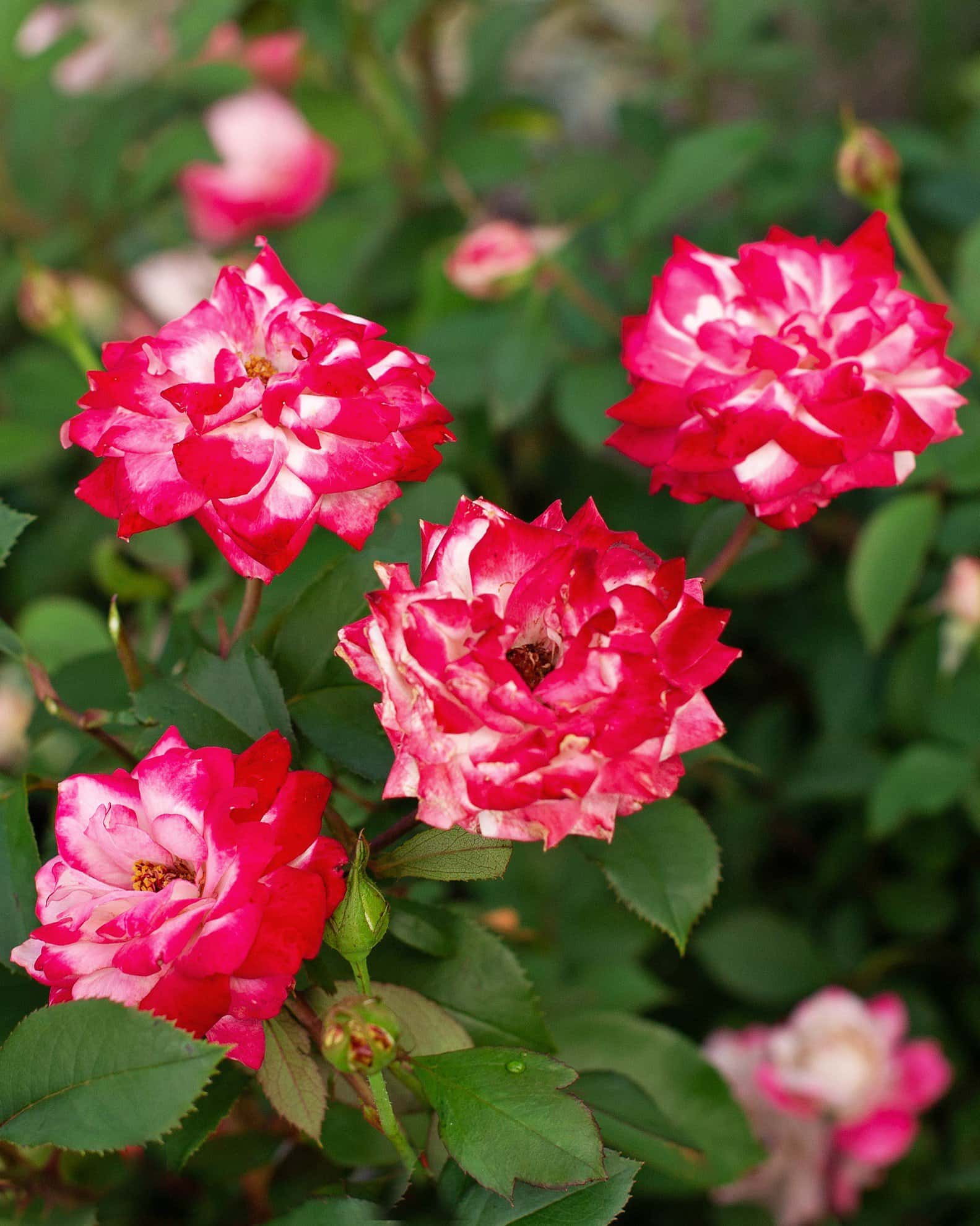 Candy Cane Cocktail Rose - Image 7