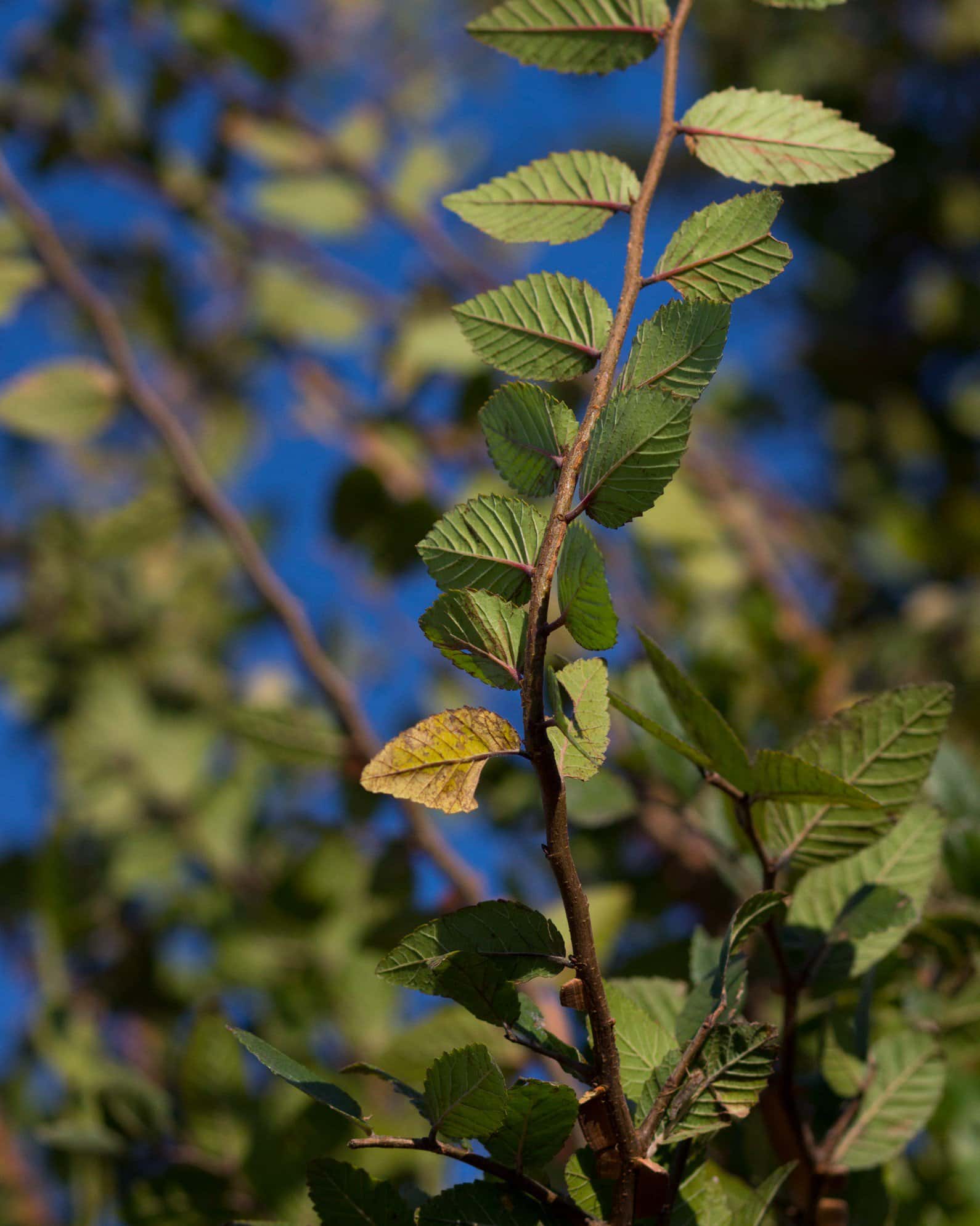 Cedar Elm Pioneer - Image 1