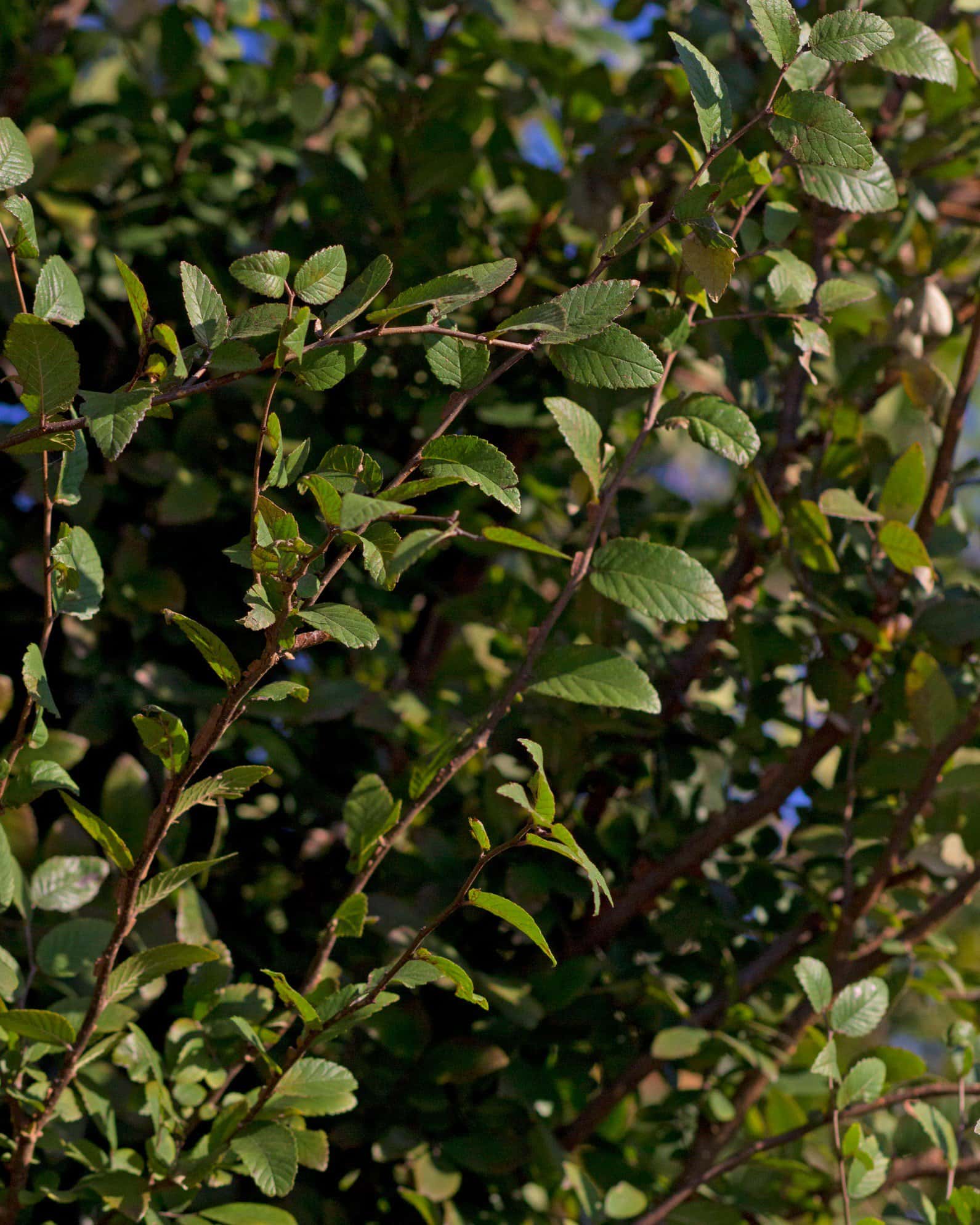 Cedar Elm Pioneer - Image 2