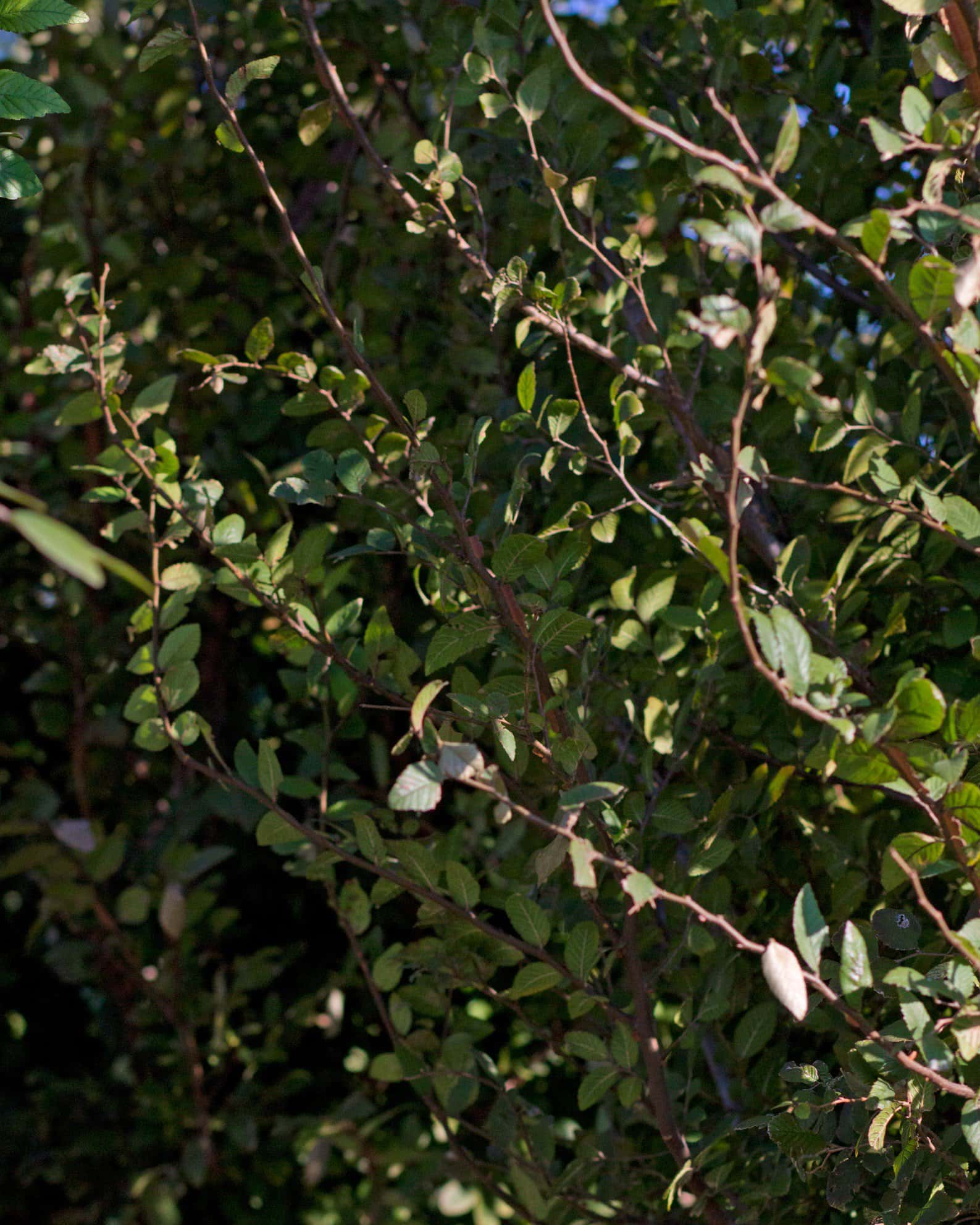 Cedar Elm Pioneer - Image 3