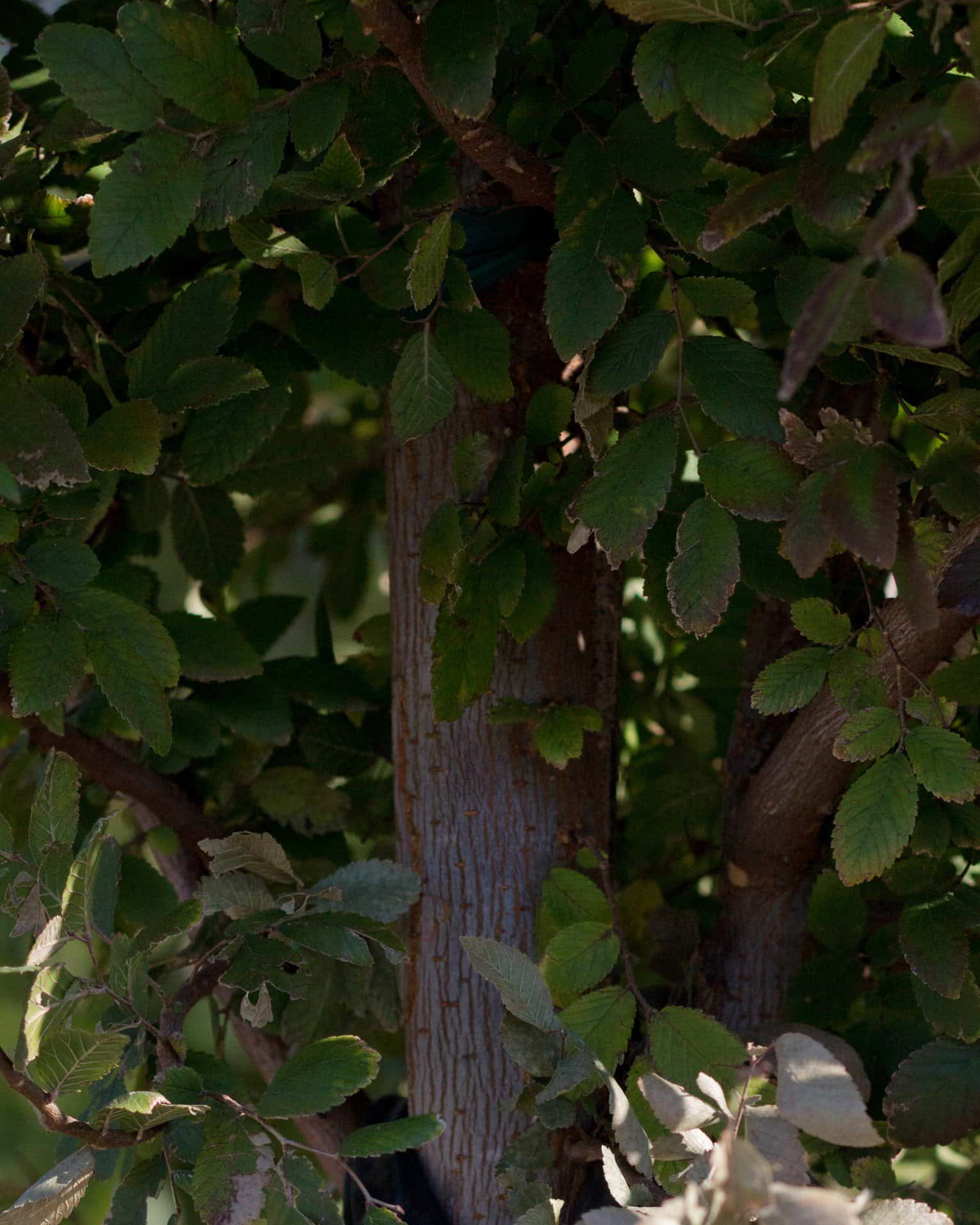 Cedar Elm Pioneer - Image 5