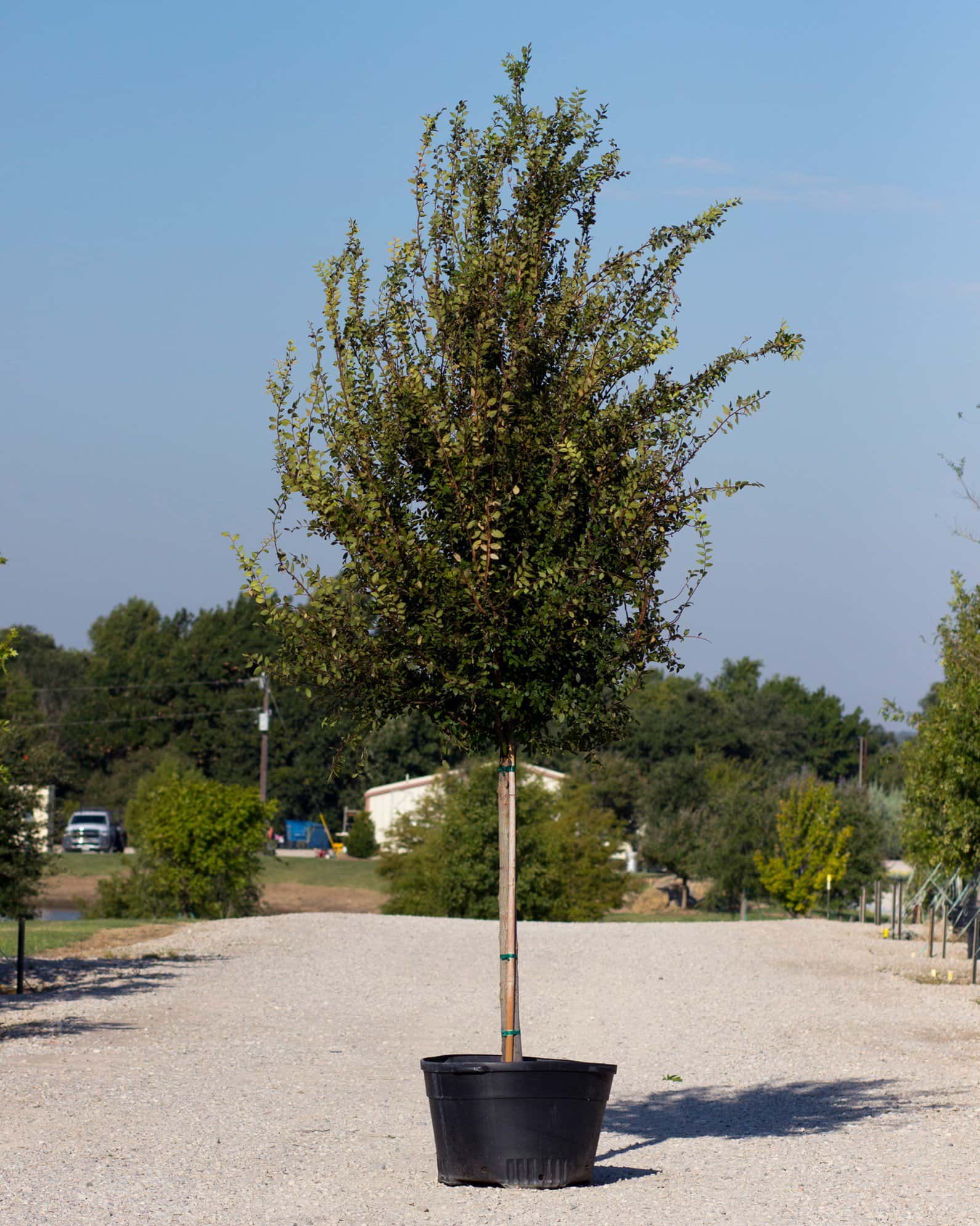 Cedar Elm Pioneer - Image 6