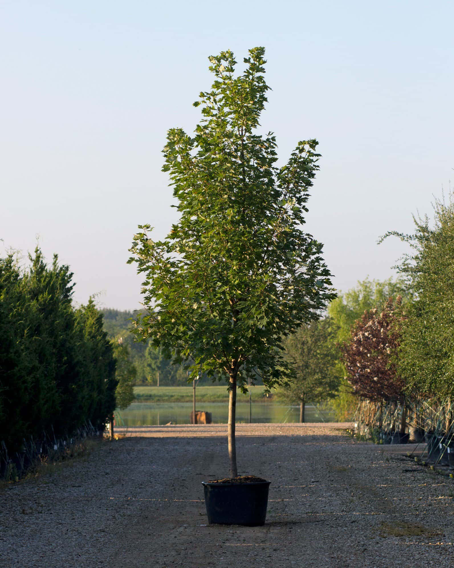 Celebration Maple - Image 6