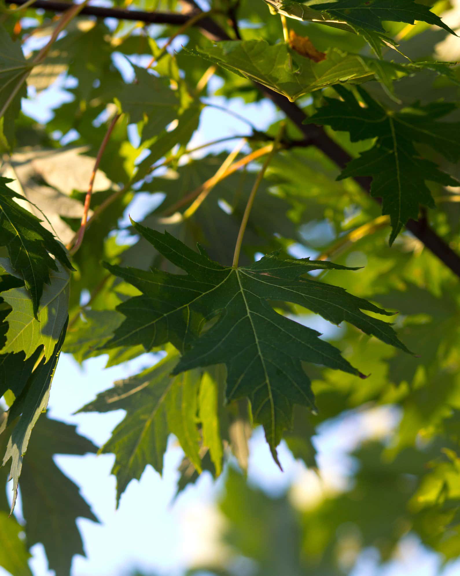 Celebration Maple - Image 7