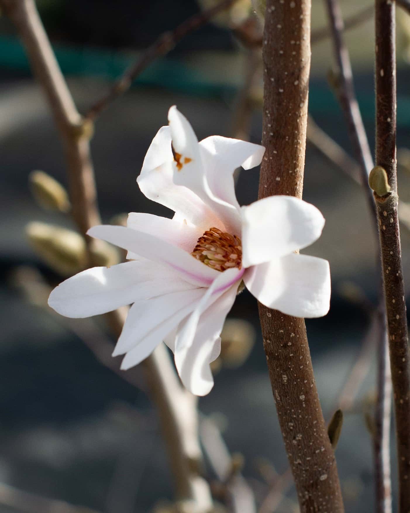 Centennial Blush Star Magnolia - Main Image