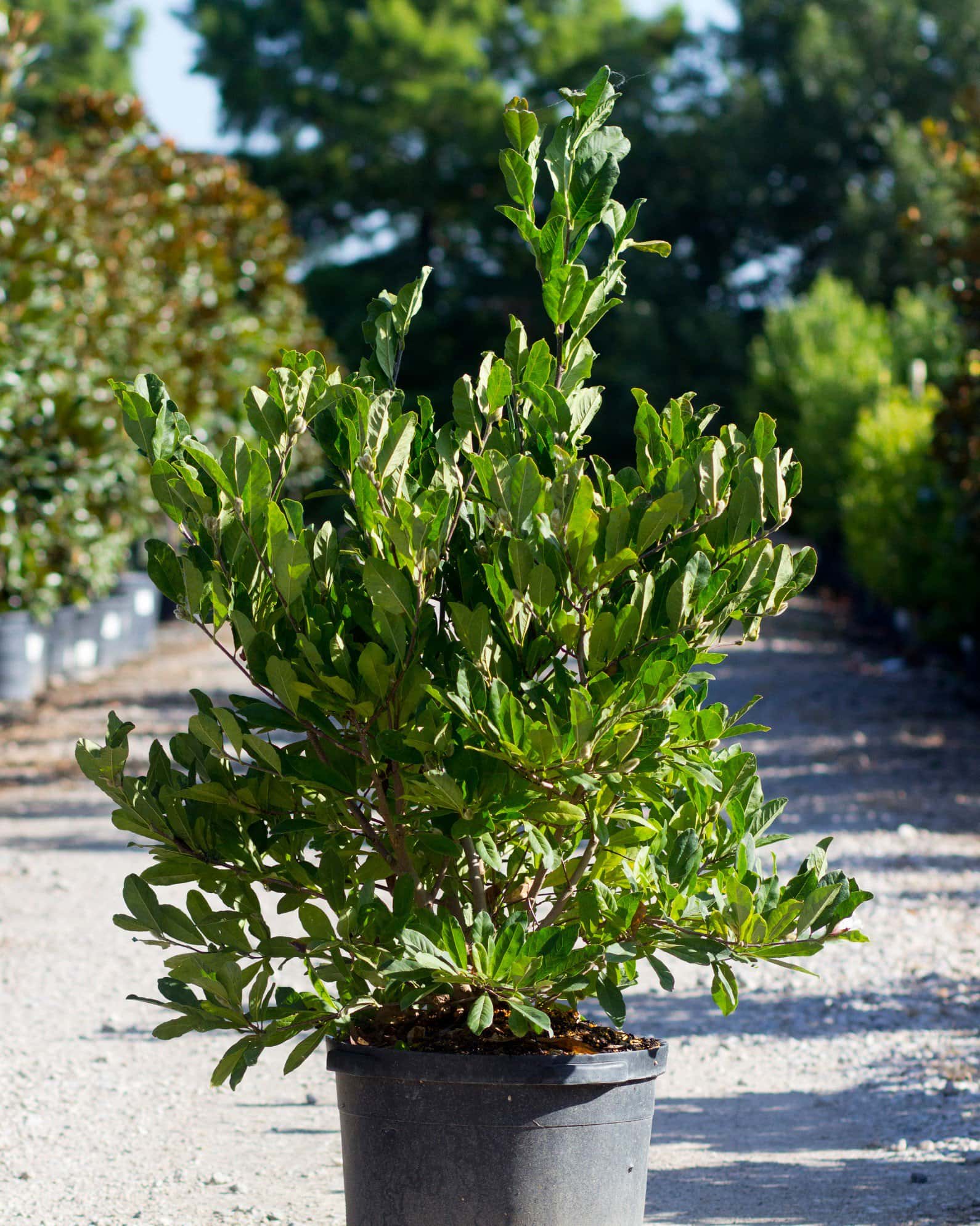Centennial Blush Star Magnolia - Image 3