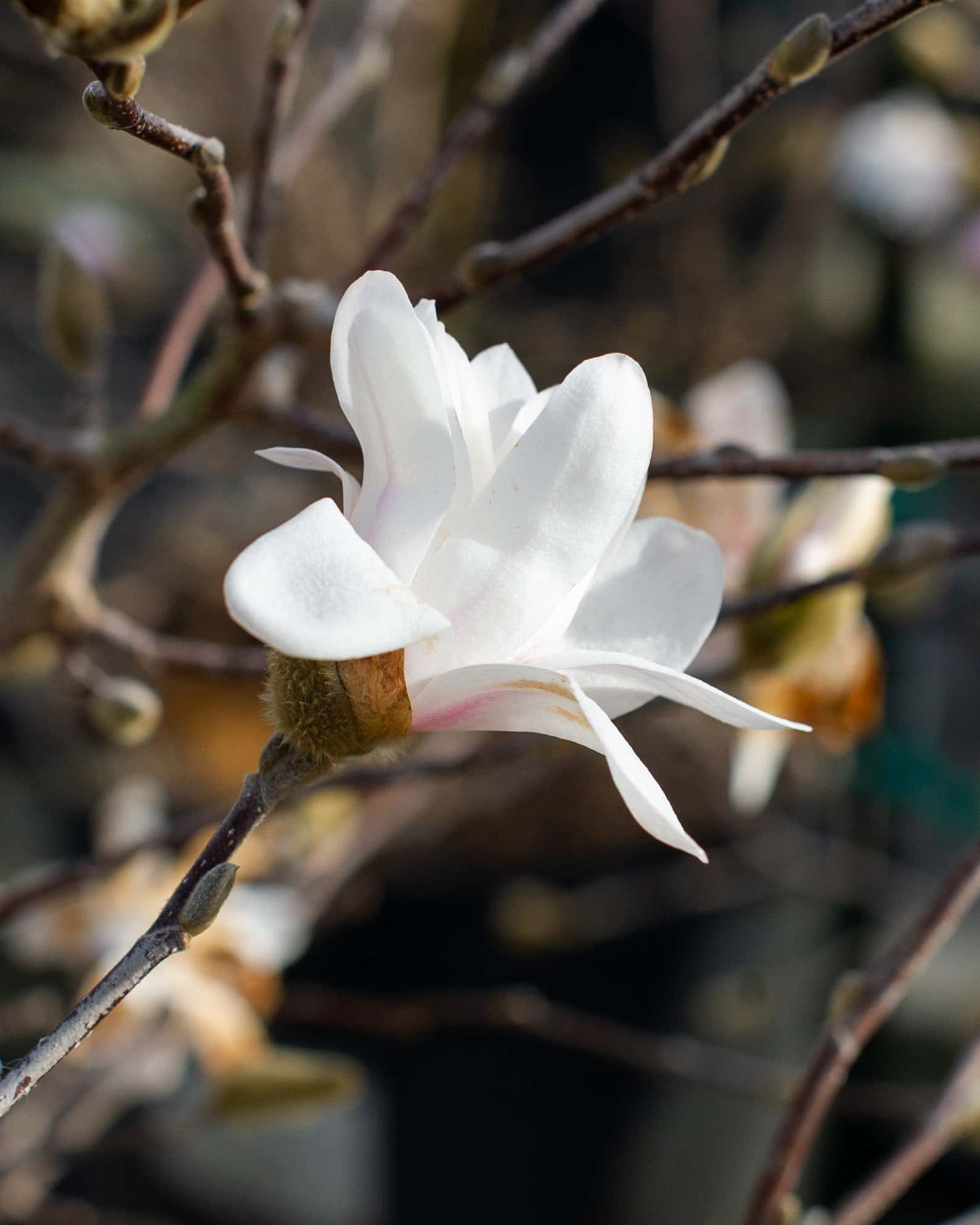 Centennial Blush Star Magnolia - Image 5