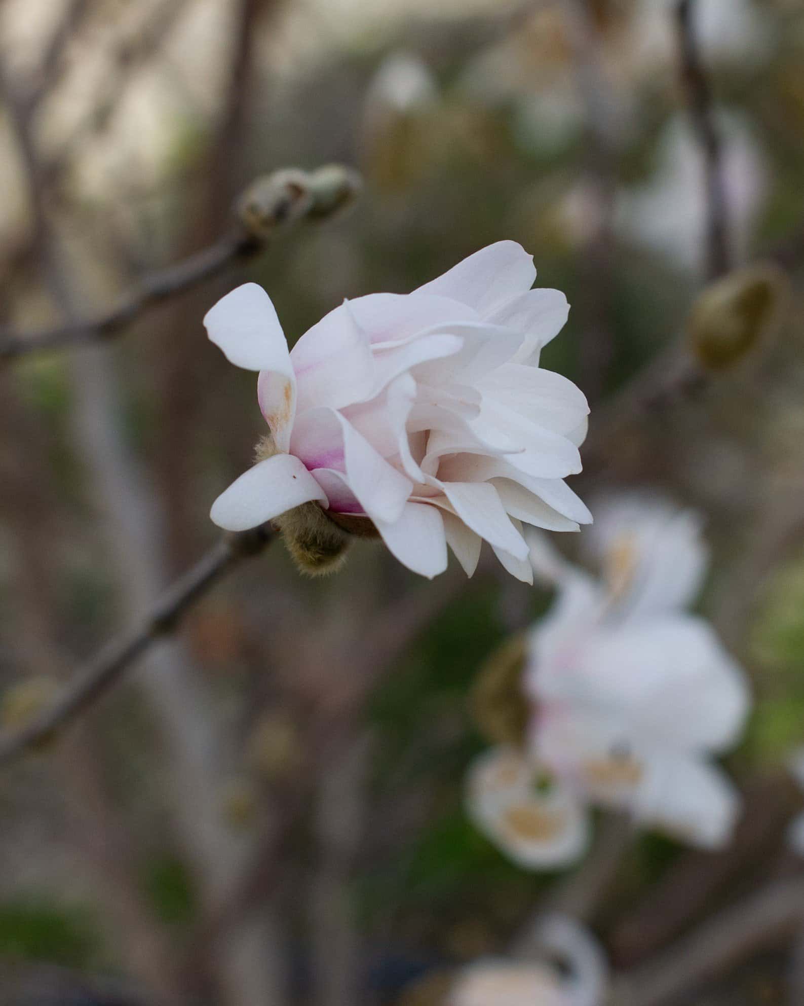 Centennial Blush Star Magnolia - Image 6