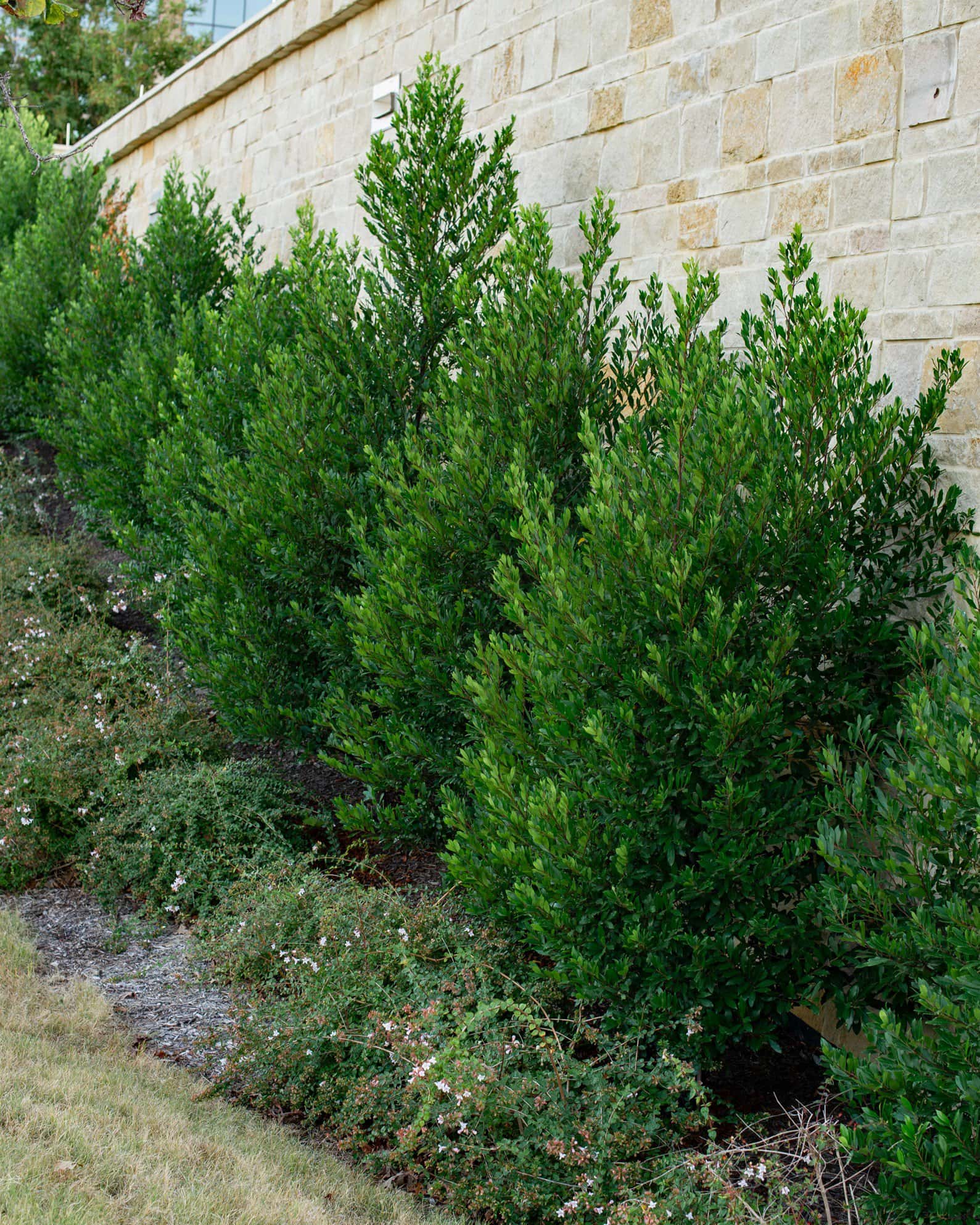 Cherry Laurel Bright 'N Tight - Image 5