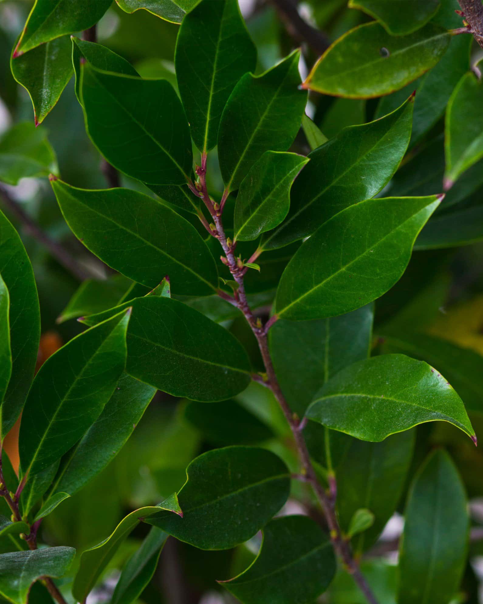 Cherry Laurel Bright 'N Tight - Image 6