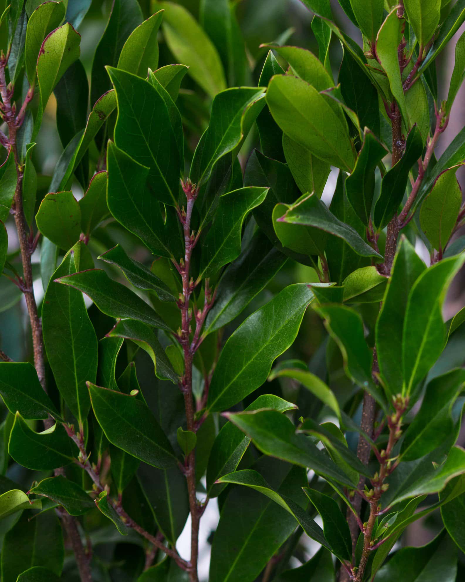 Cherry Laurel Bright 'N Tight - Image 7
