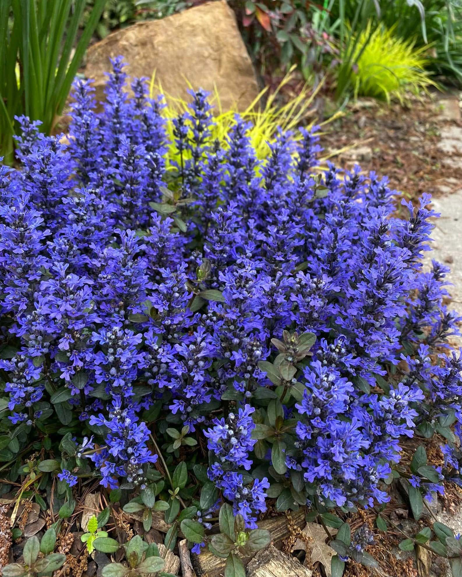 Chocolate Chip Ajuga - Image 5