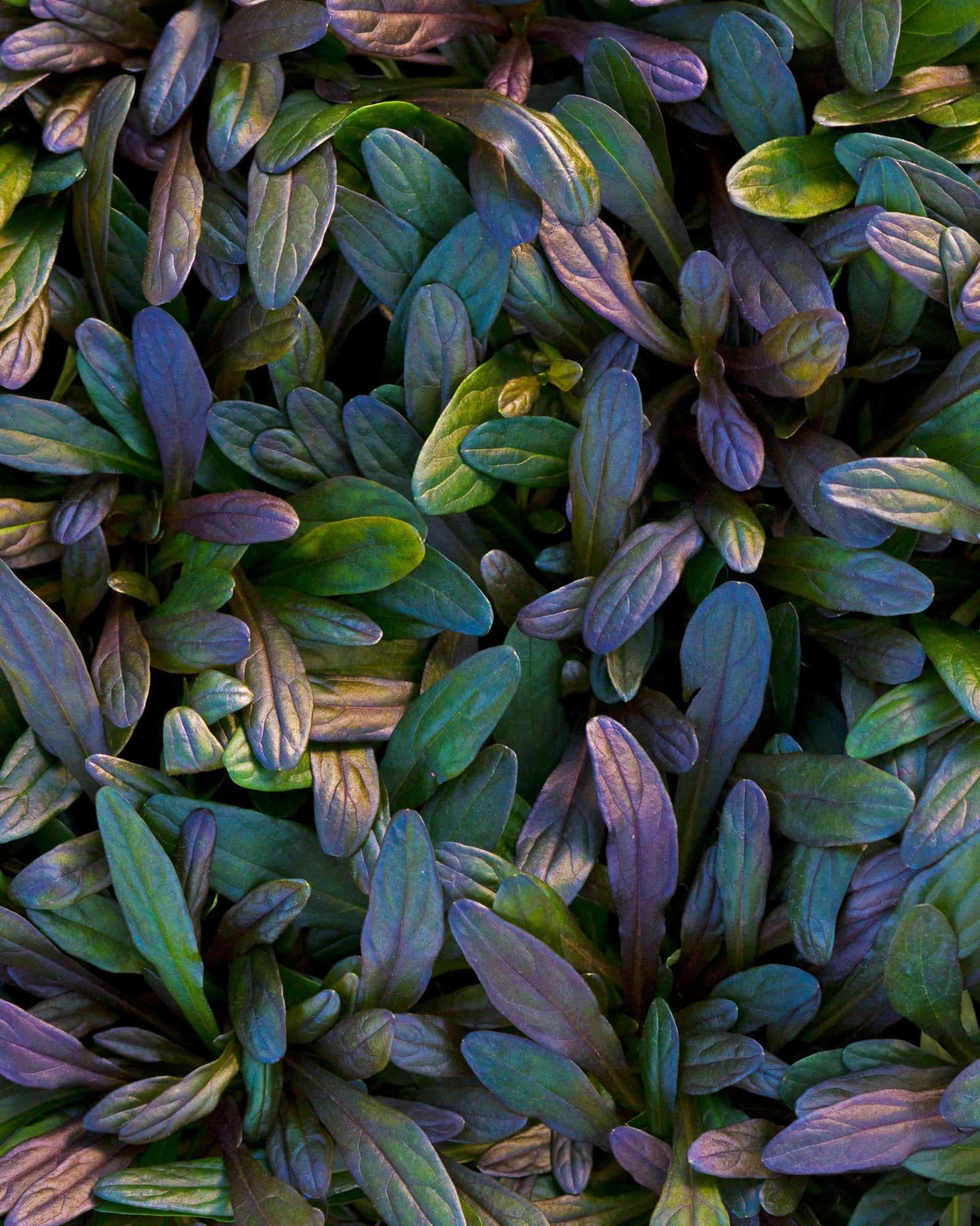 Chocolate Chip Ajuga - Image 6