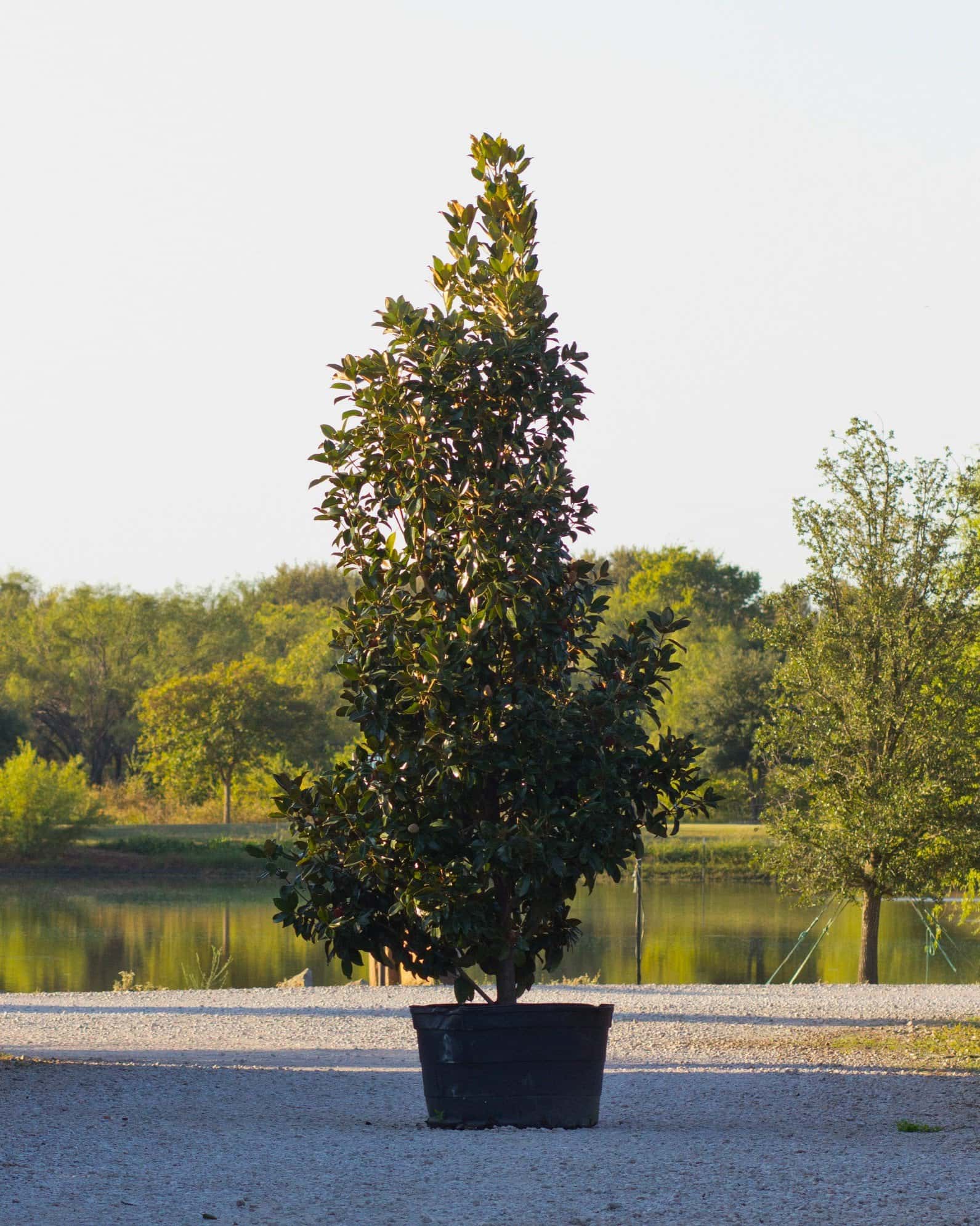 Claudia Wannamaker Magnolia - Main Image