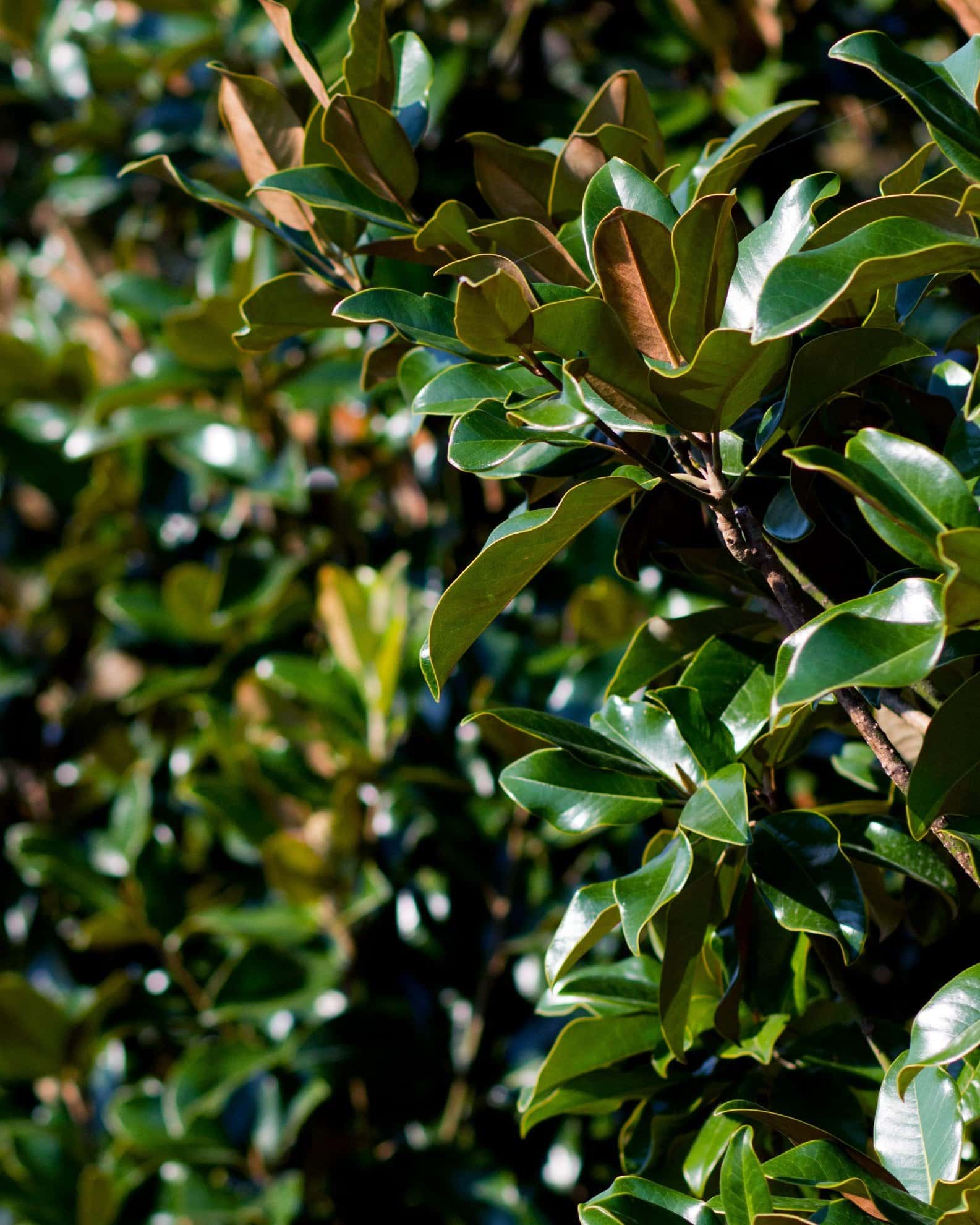 Claudia Wannamaker Magnolia - Image 5