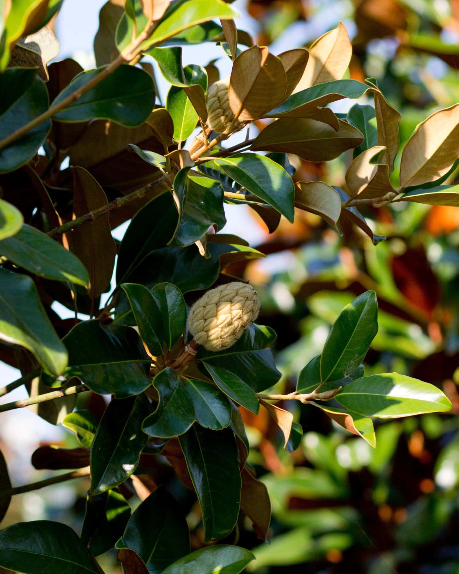 Claudia Wannamaker Magnolia - Image 6