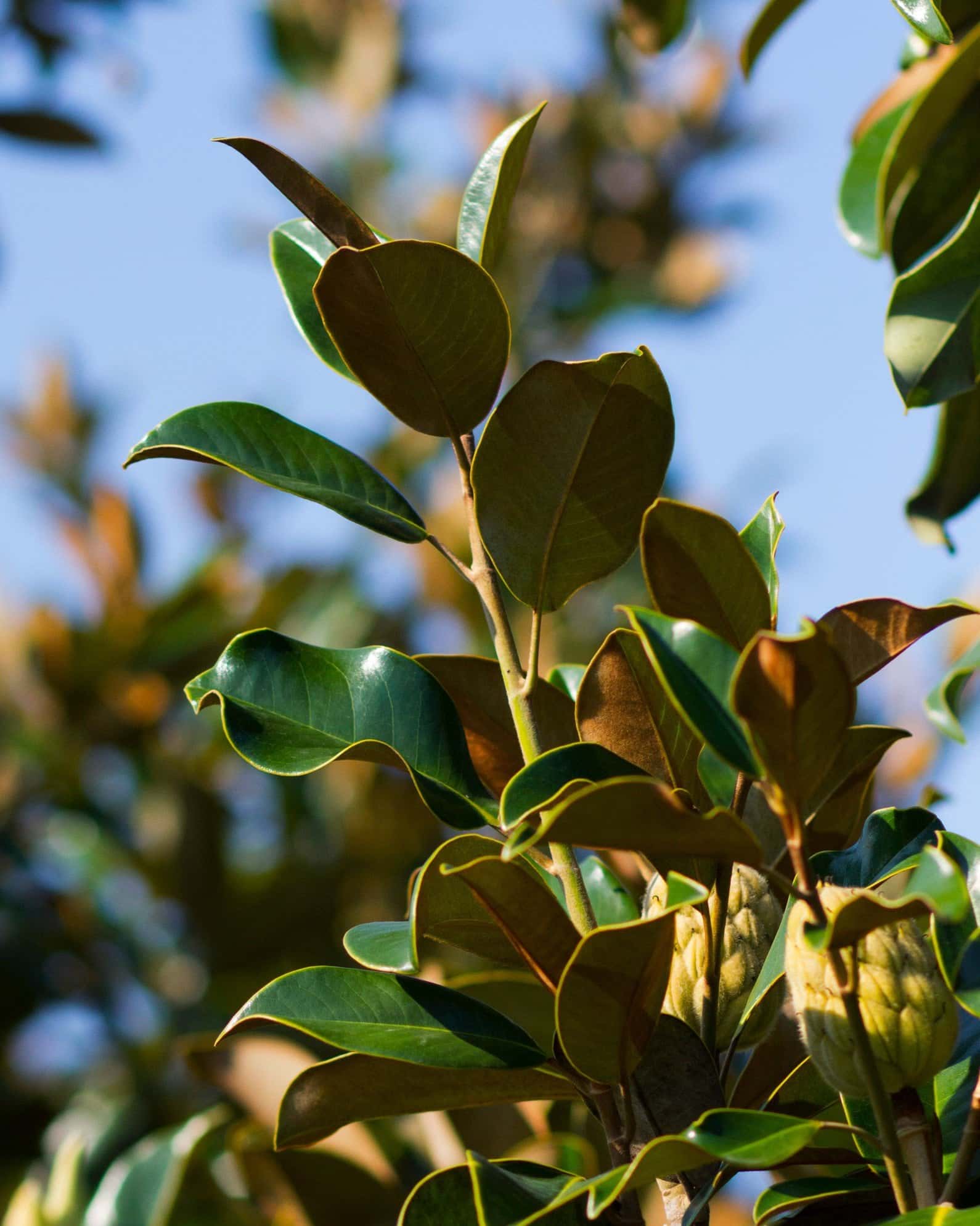 Claudia Wannamaker Magnolia - Image 7