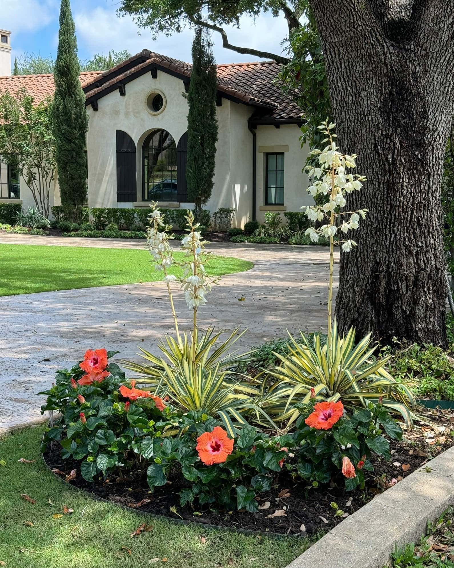 Color Guard Yucca - Image 2