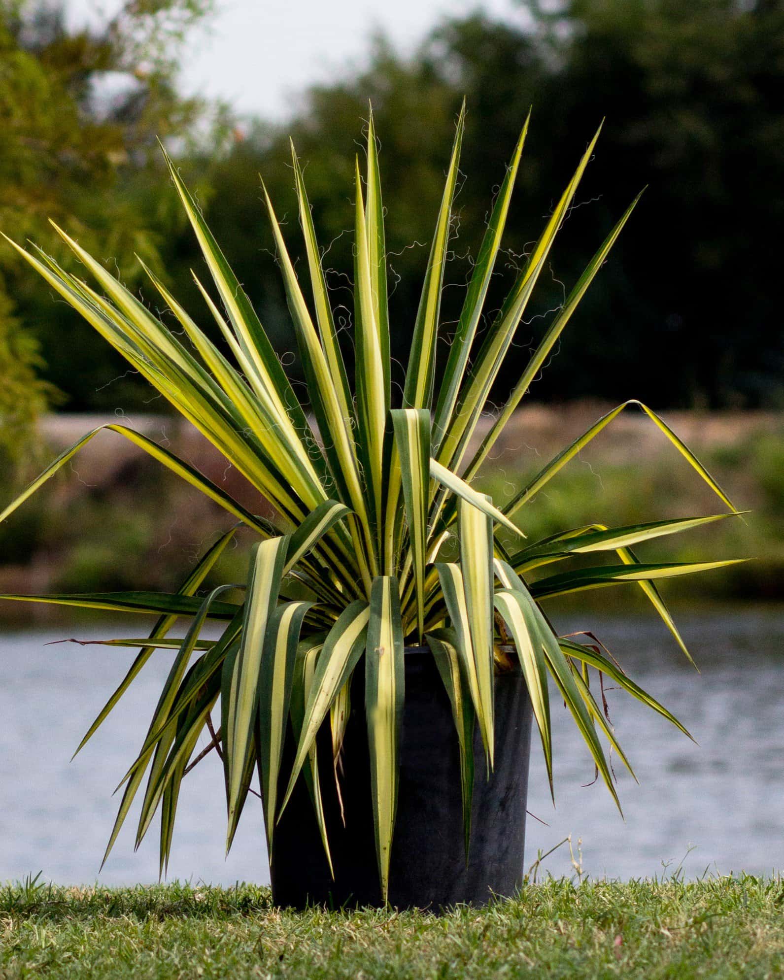 Color Guard Yucca - Image 3