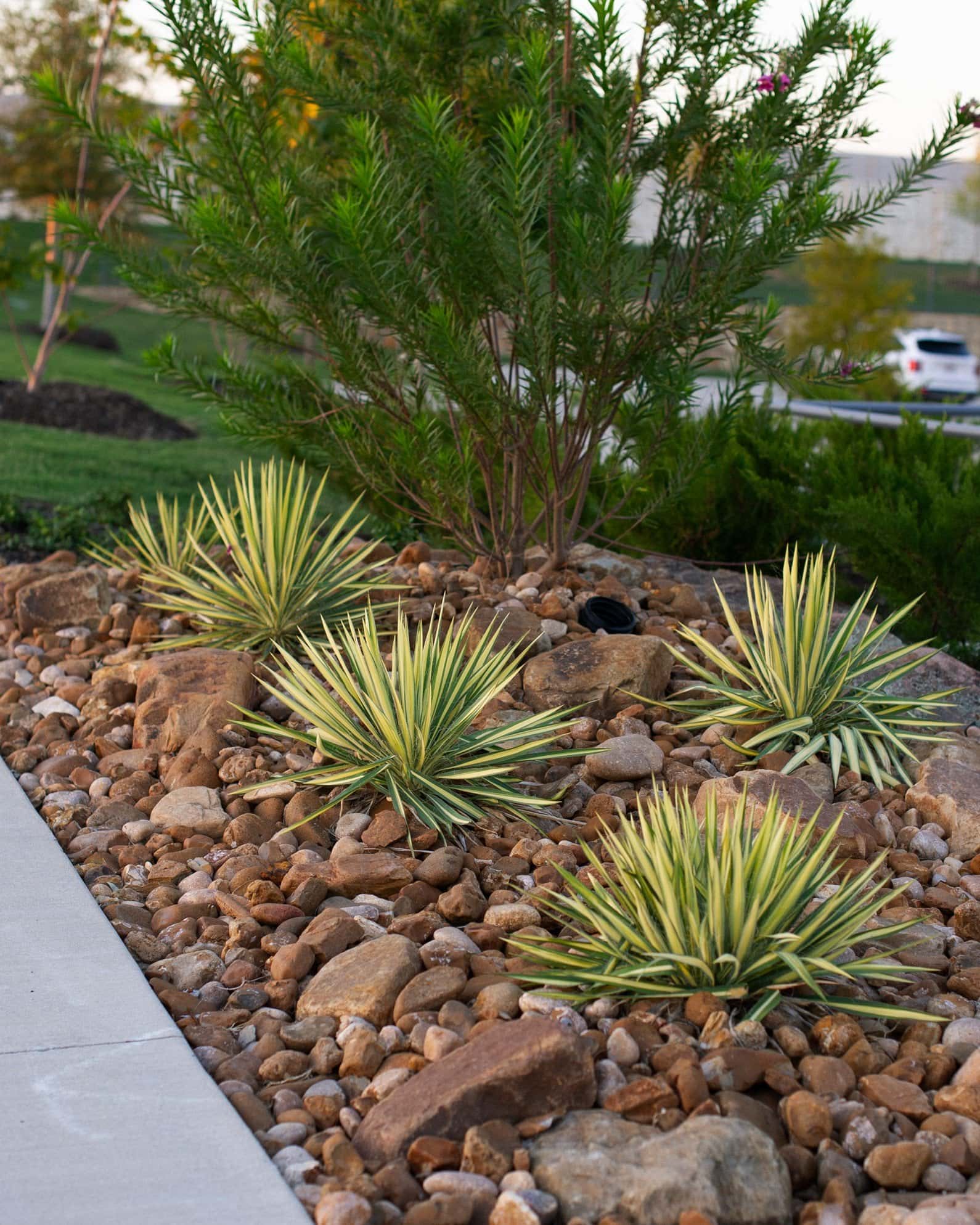 Color Guard Yucca - Image 4