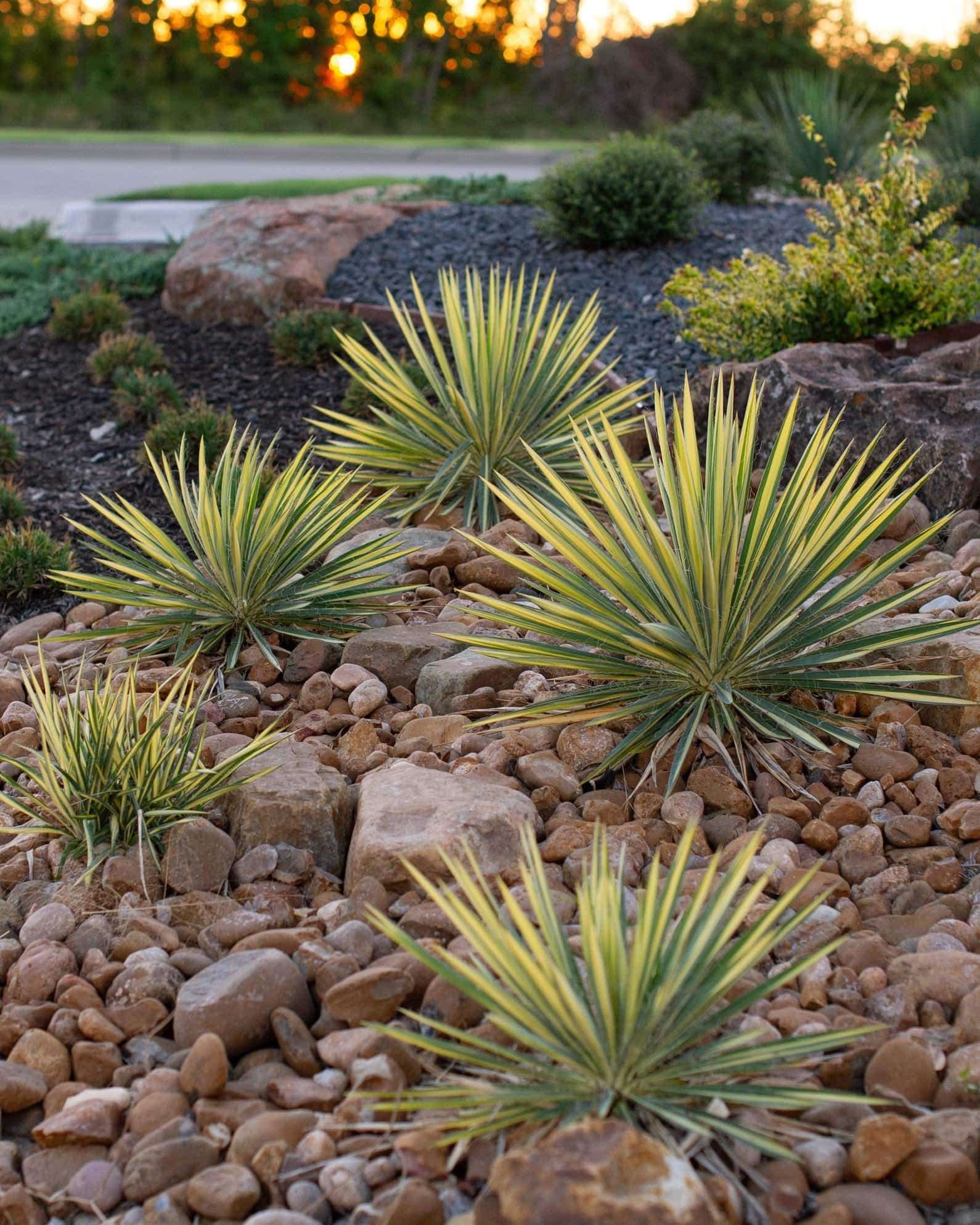 Color Guard Yucca - Image 5