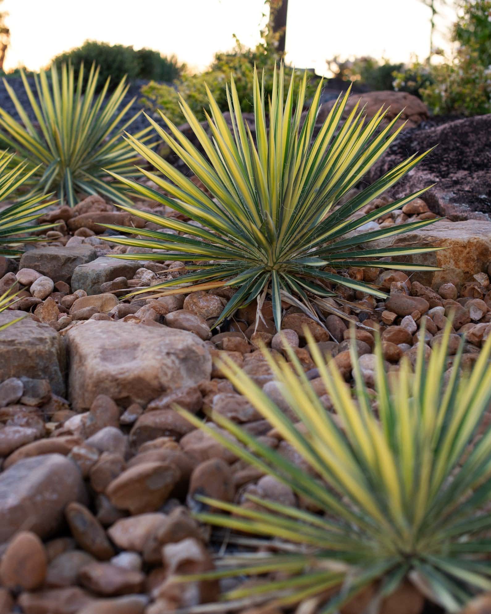 Color Guard Yucca - Image 7