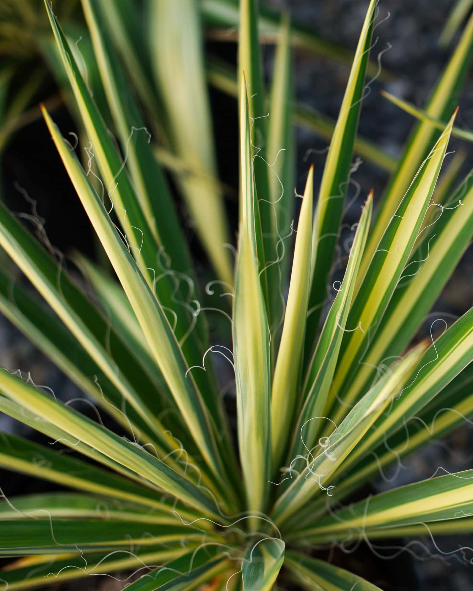 Color Guard Yucca - Image 6