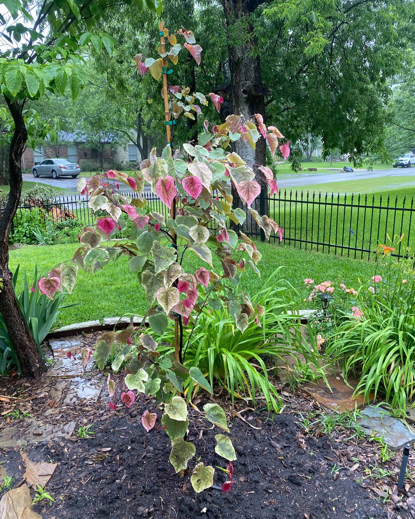 Carolina Sweetheart Redbud - Image 1
