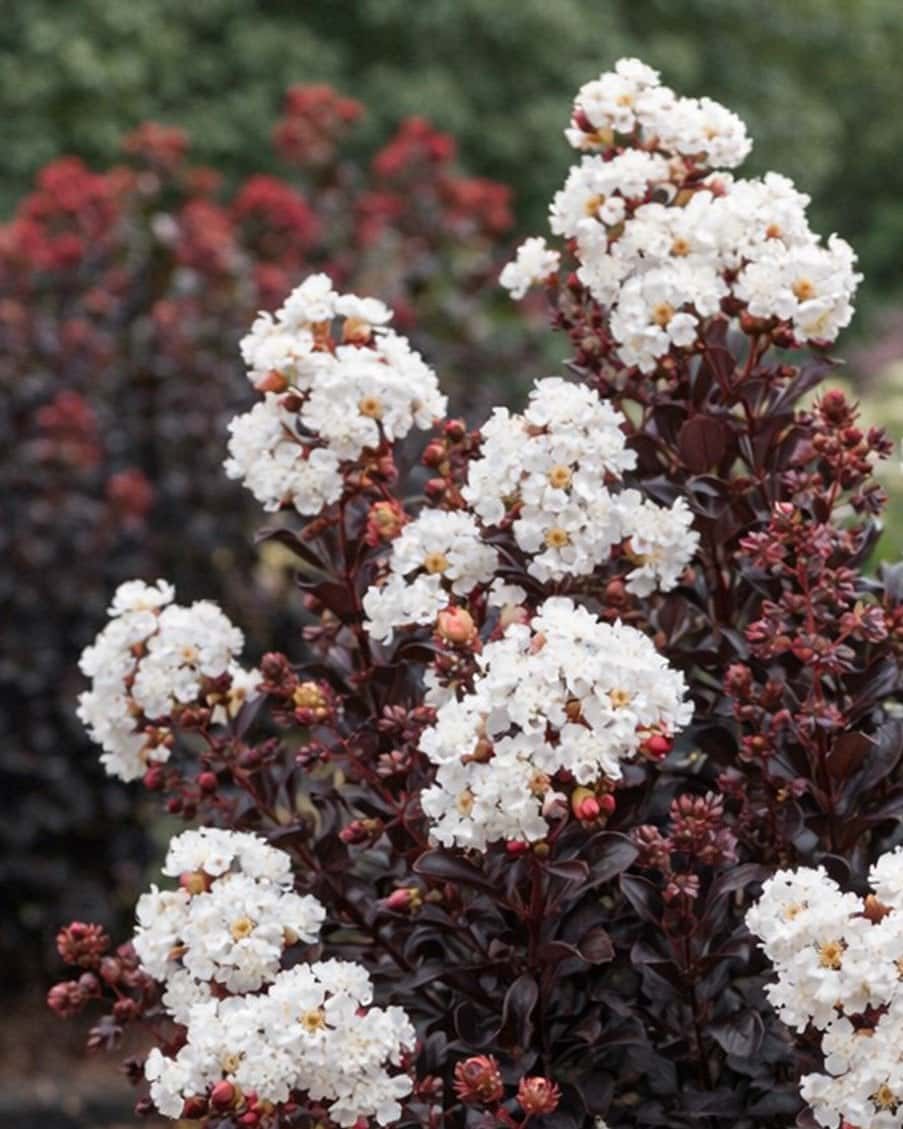 Coconut Sorbet Crape Myrtle Single Trunk - Main Image
