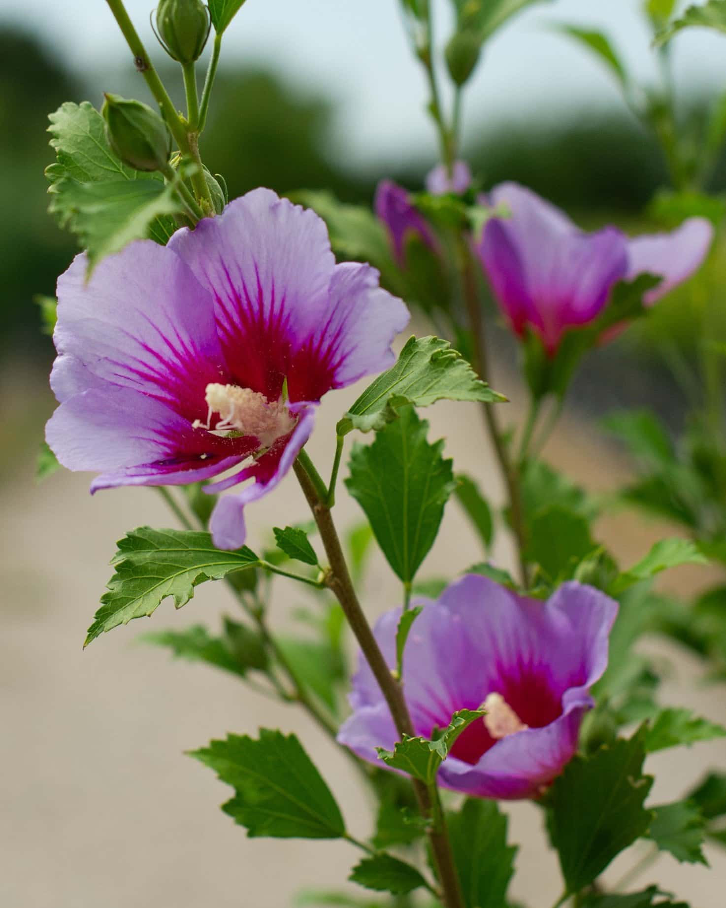 Purple Pillar Althea Tree Form - Main Image