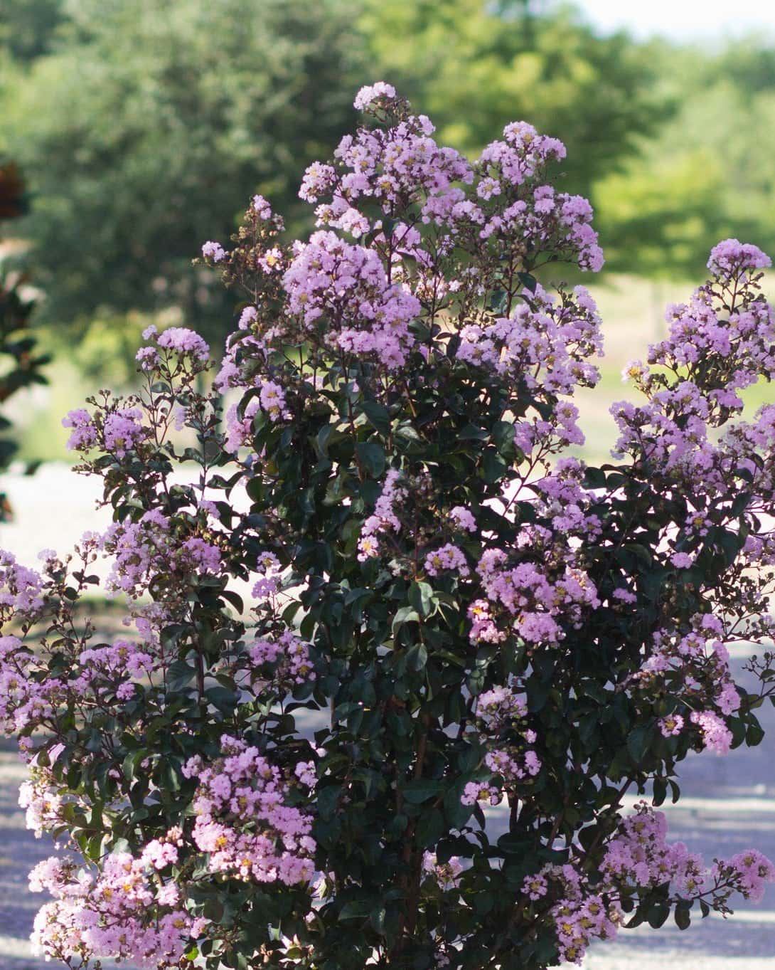 Rhapsody in Pink Crape Myrtle - Main Image
