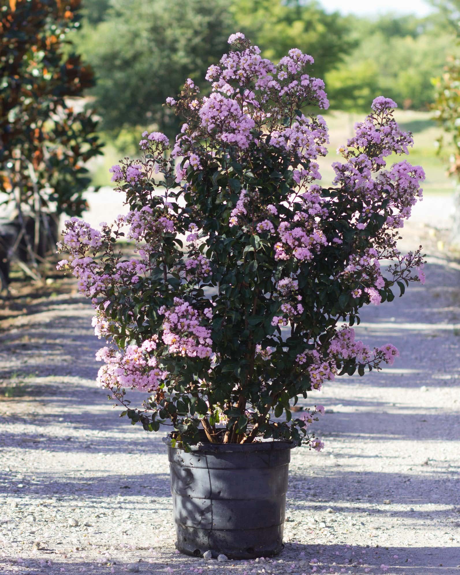Rhapsody in Pink Crape Myrtle - Image 1