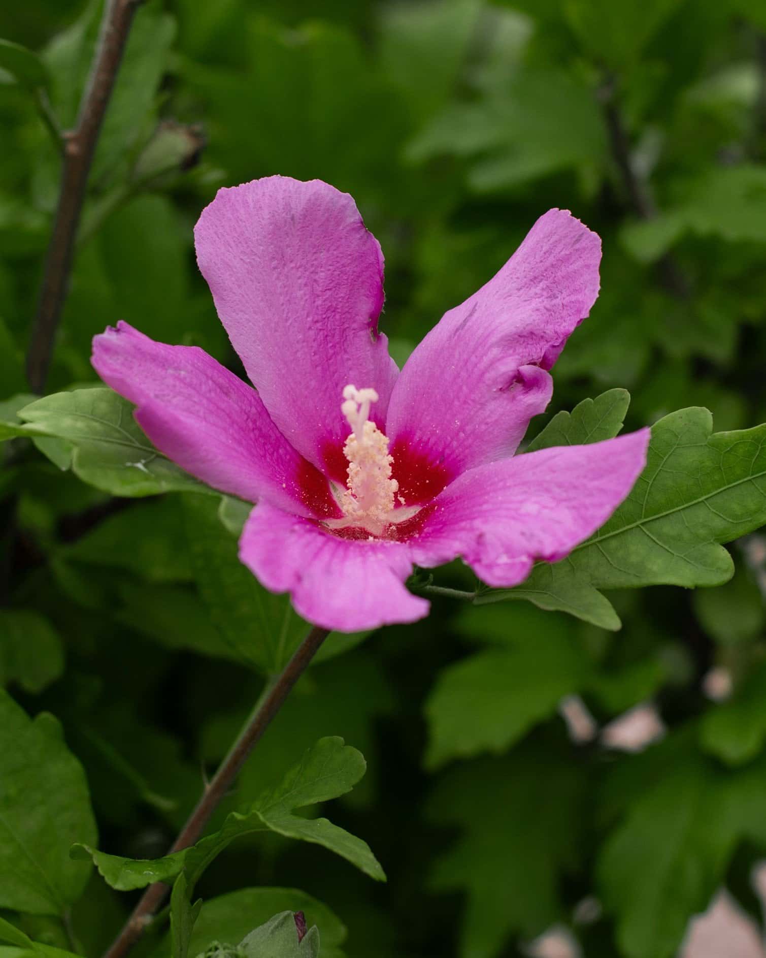 Violet Satin Althea - Main Image