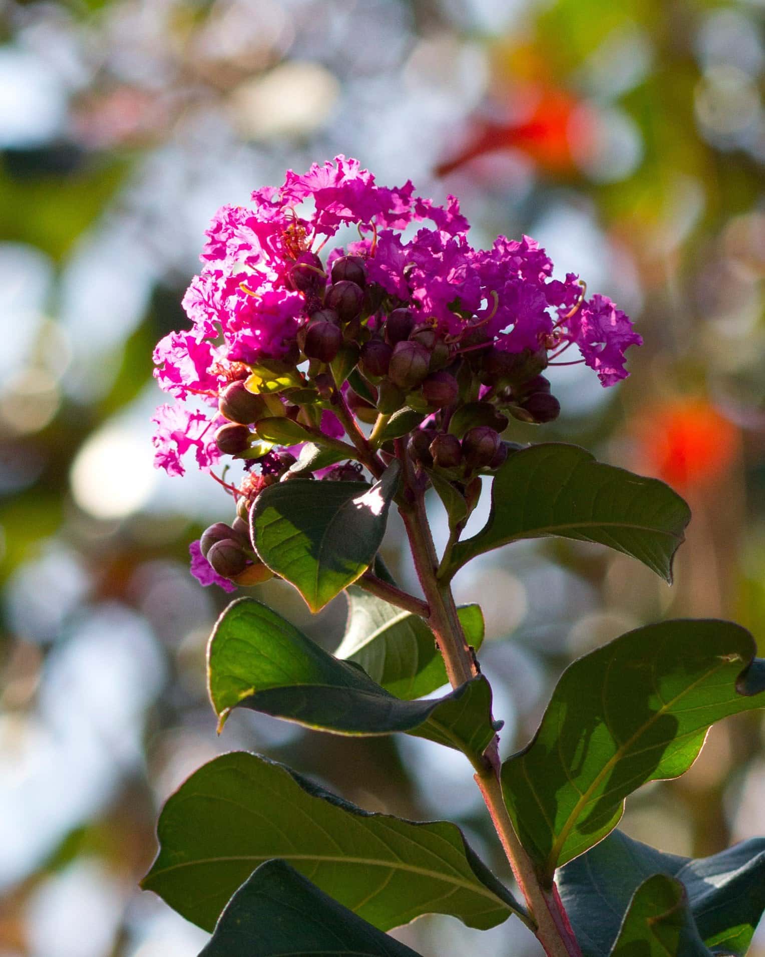 Colorama Purple Crape Myrtle - Main Image