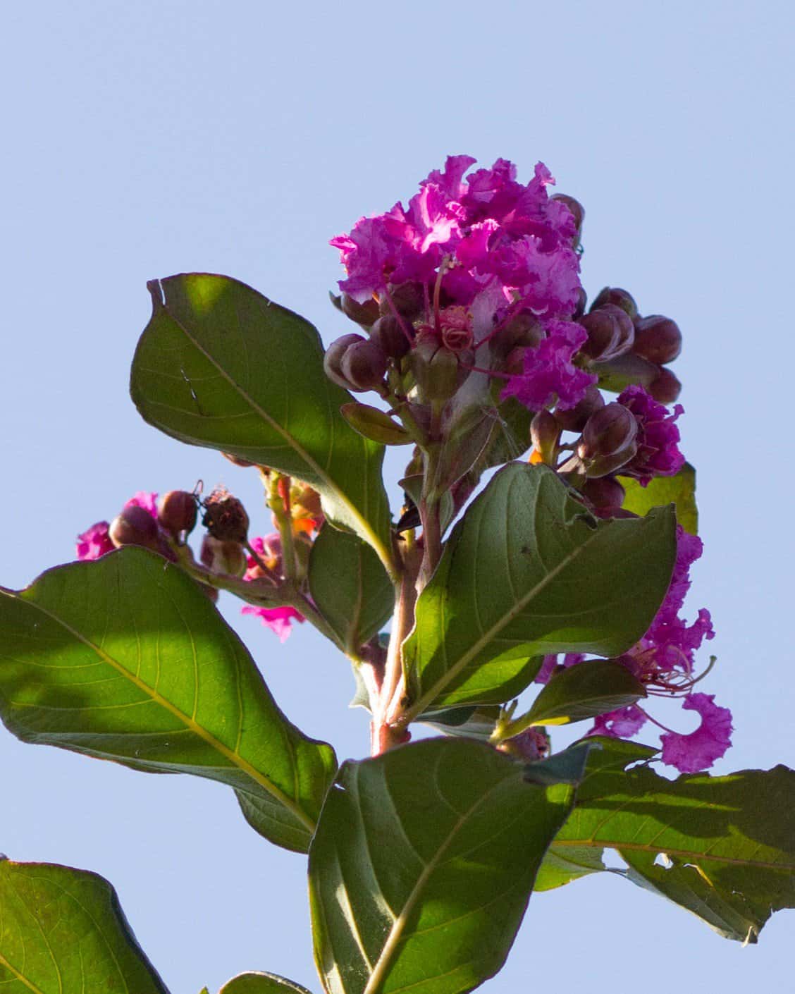 Colorama Purple Crape Myrtle - Image 4