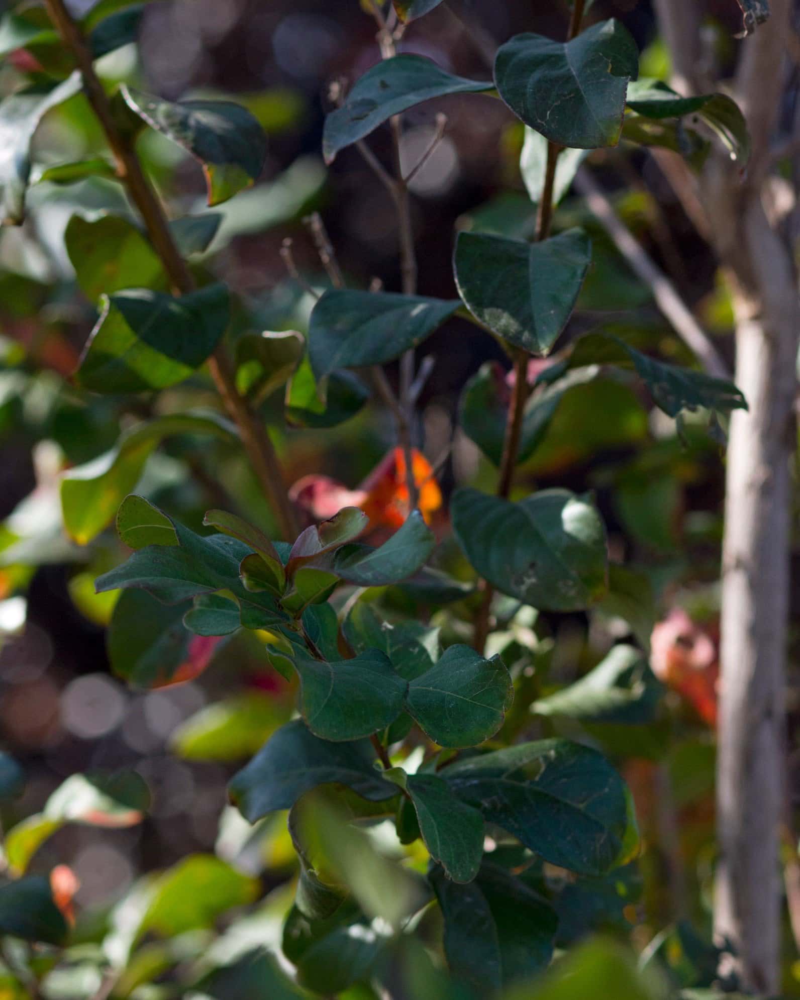 Colorama Purple Crape Myrtle - Image 5