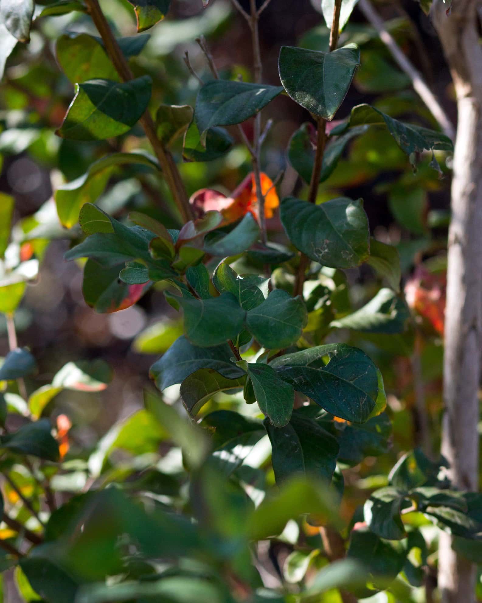 Colorama Purple Crape Myrtle - Image 6