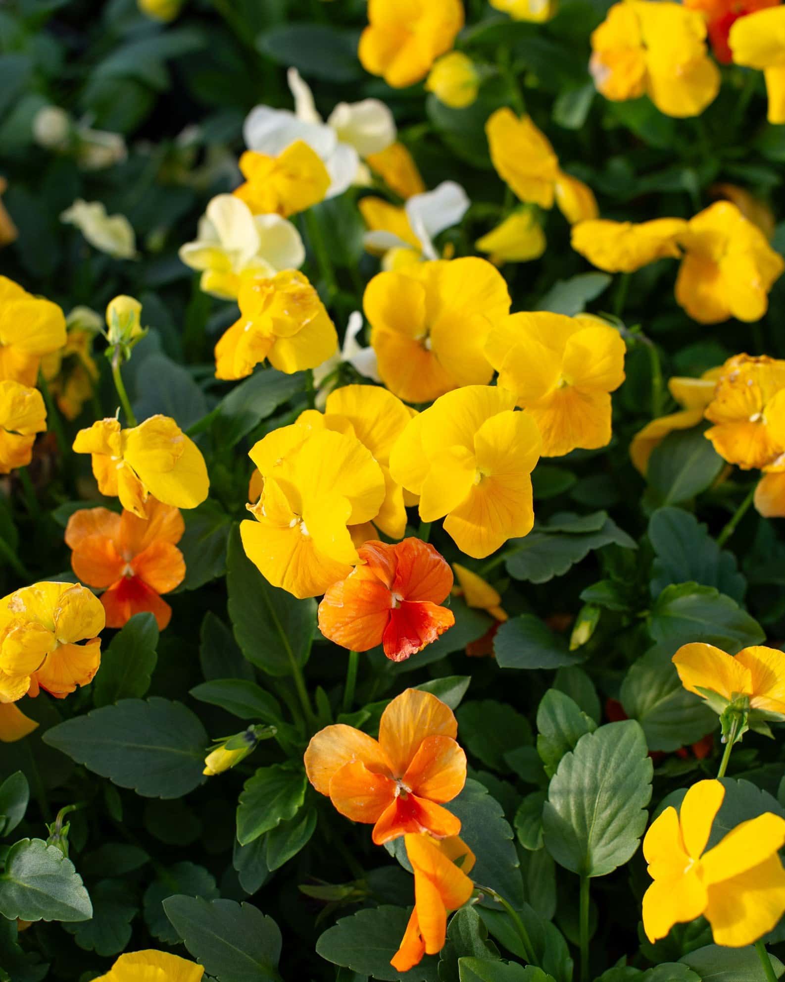 Colormax Citrus Mix Viola - Image 7