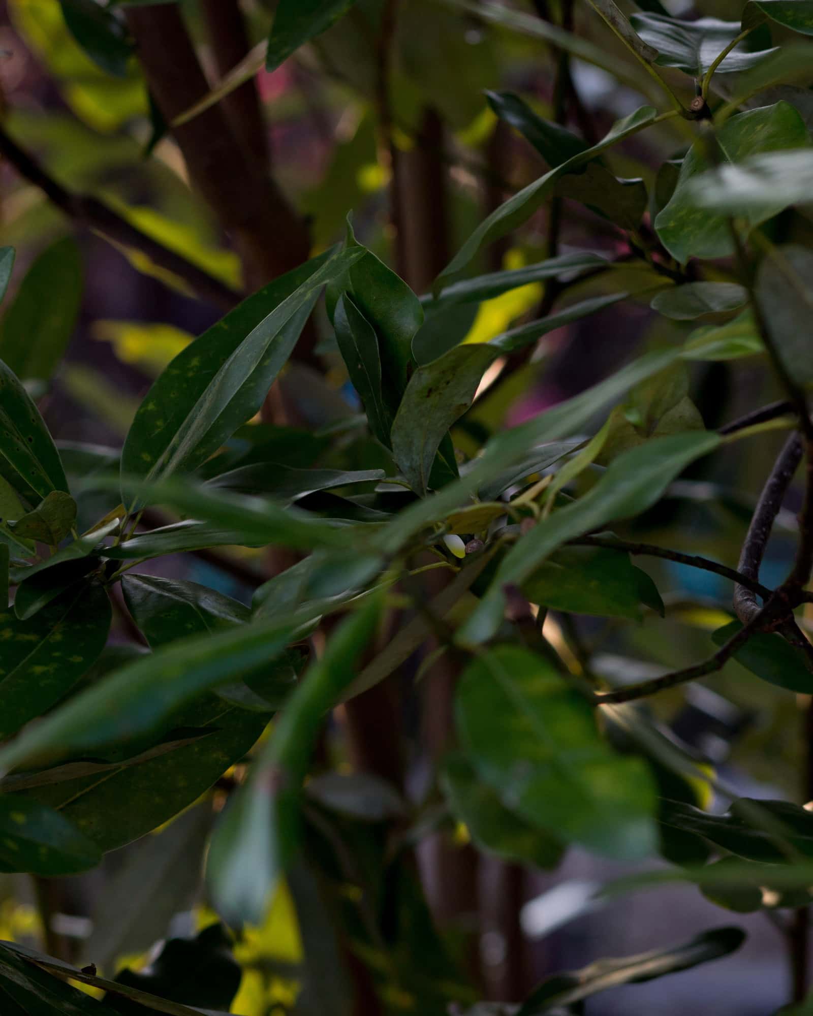 Sweet Bay Magnolia Tree Form - Main Image