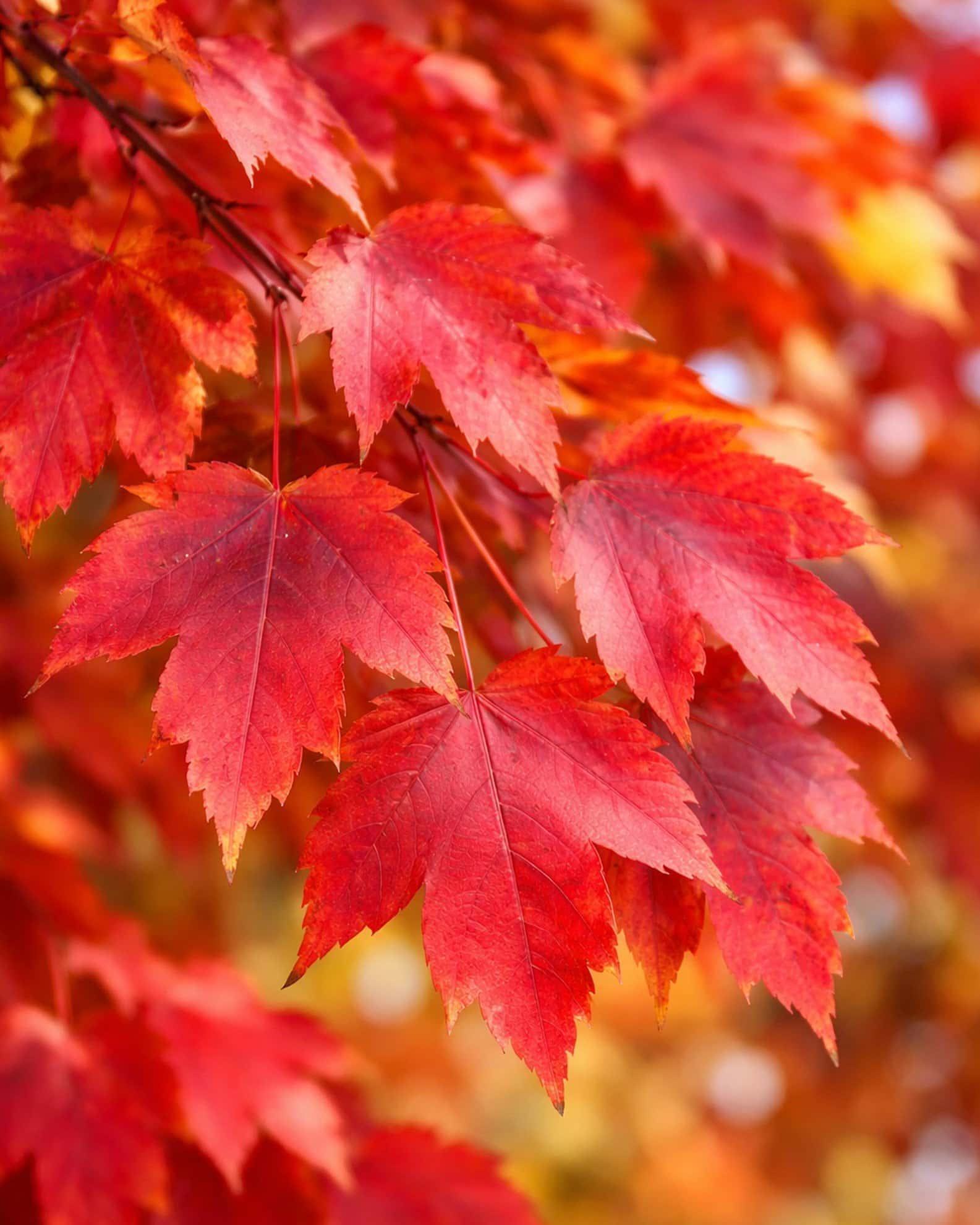 Sun Valley Maple - Main Image