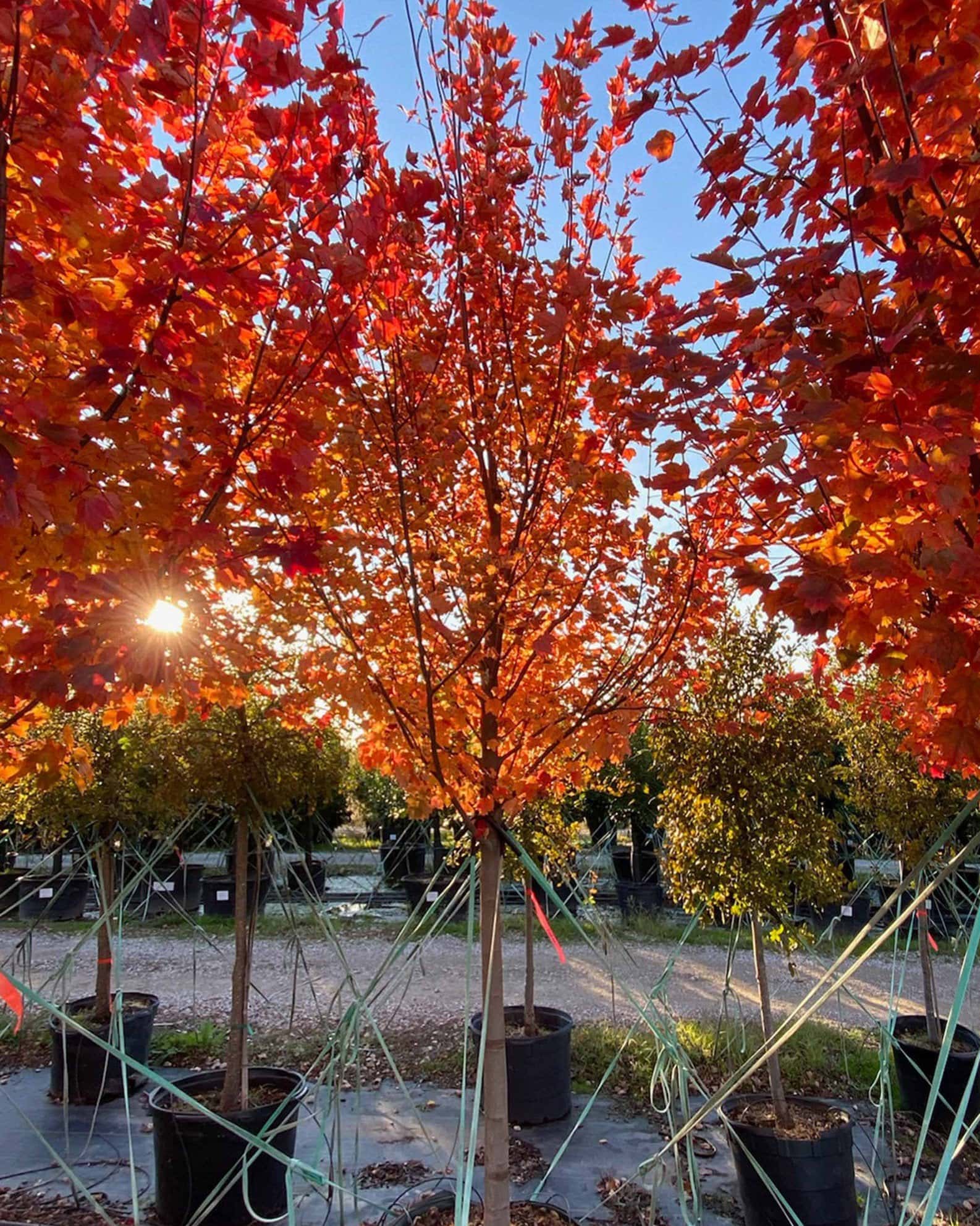 Sun Valley Maple - Image 1