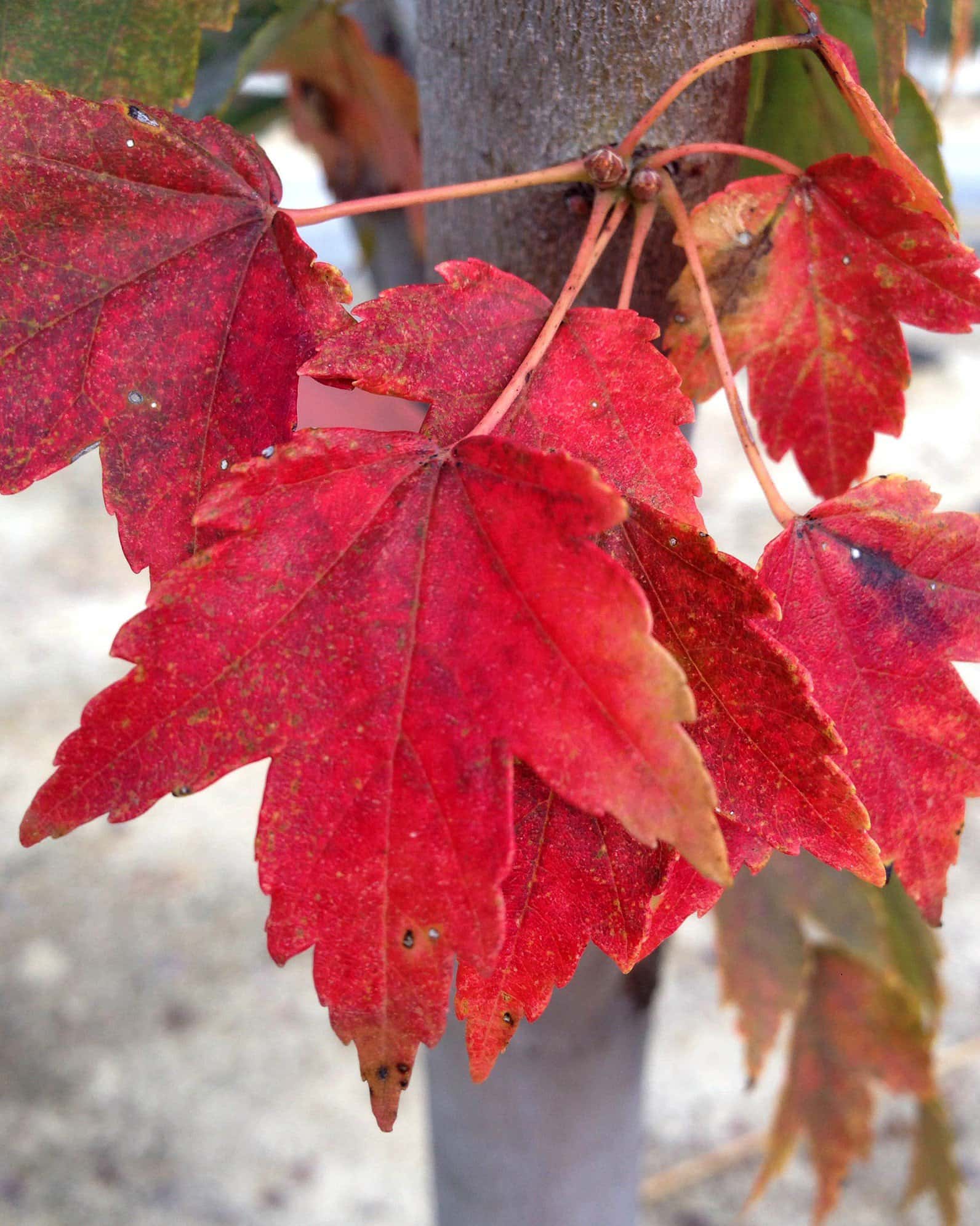 Sun Valley Maple - Image 2