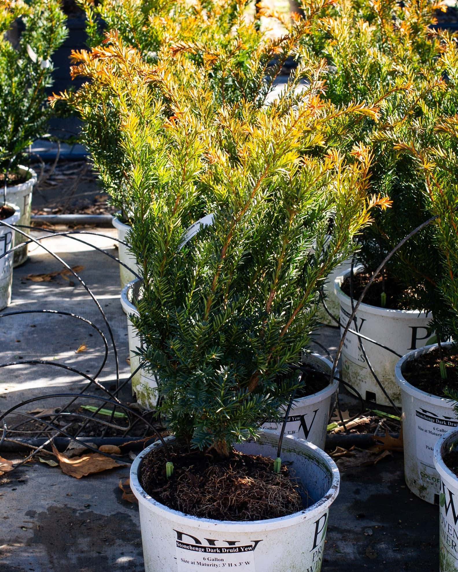 Stonehenge Dark Druid Yew - Image 1