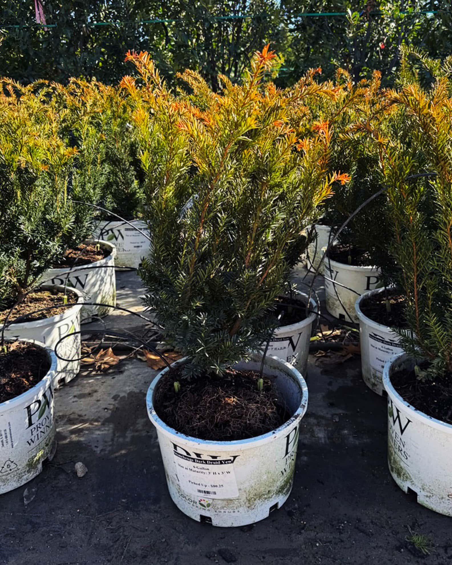 Stonehenge Dark Druid Yew - Image 4