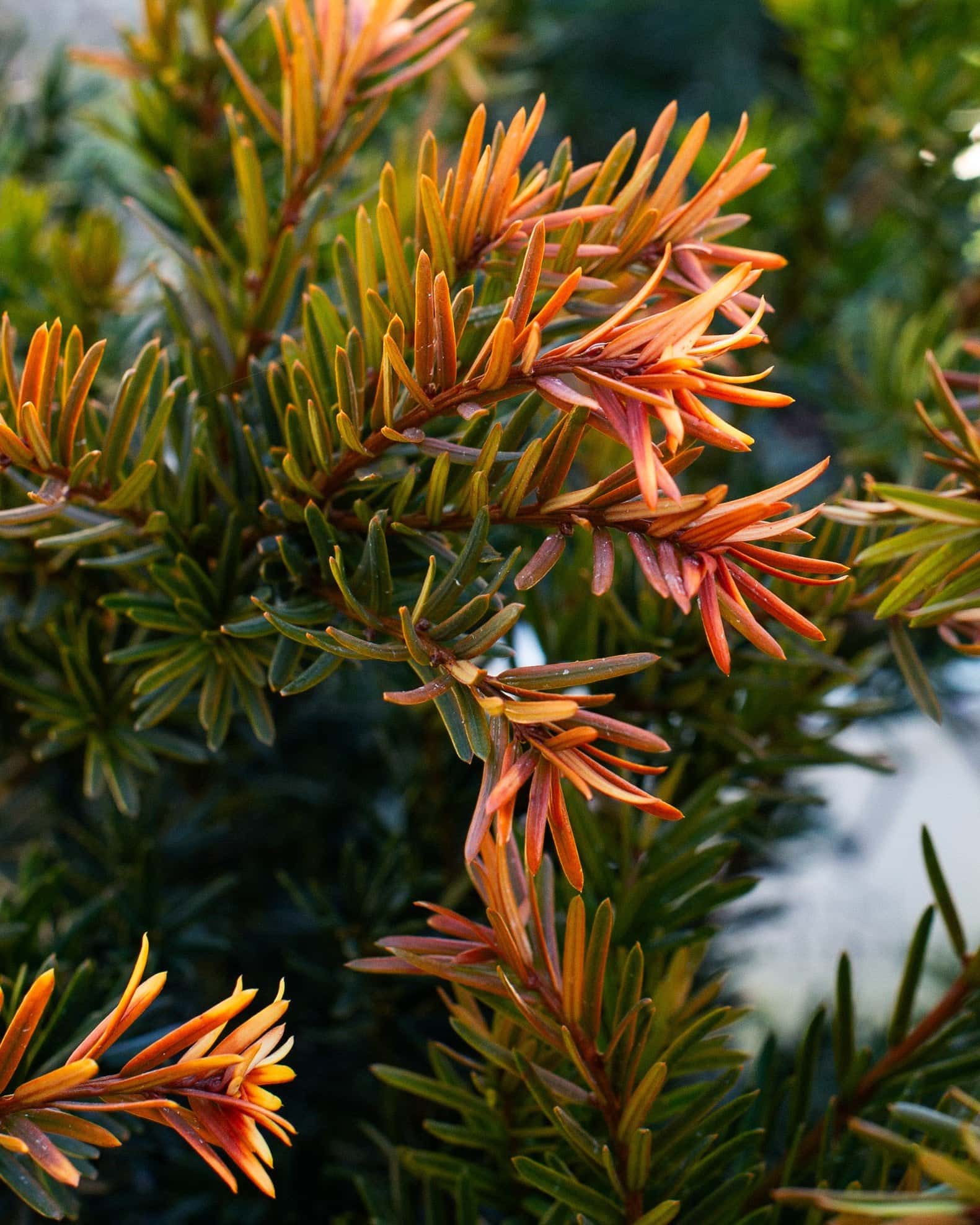 Stonehenge Dark Druid Yew - Image 6