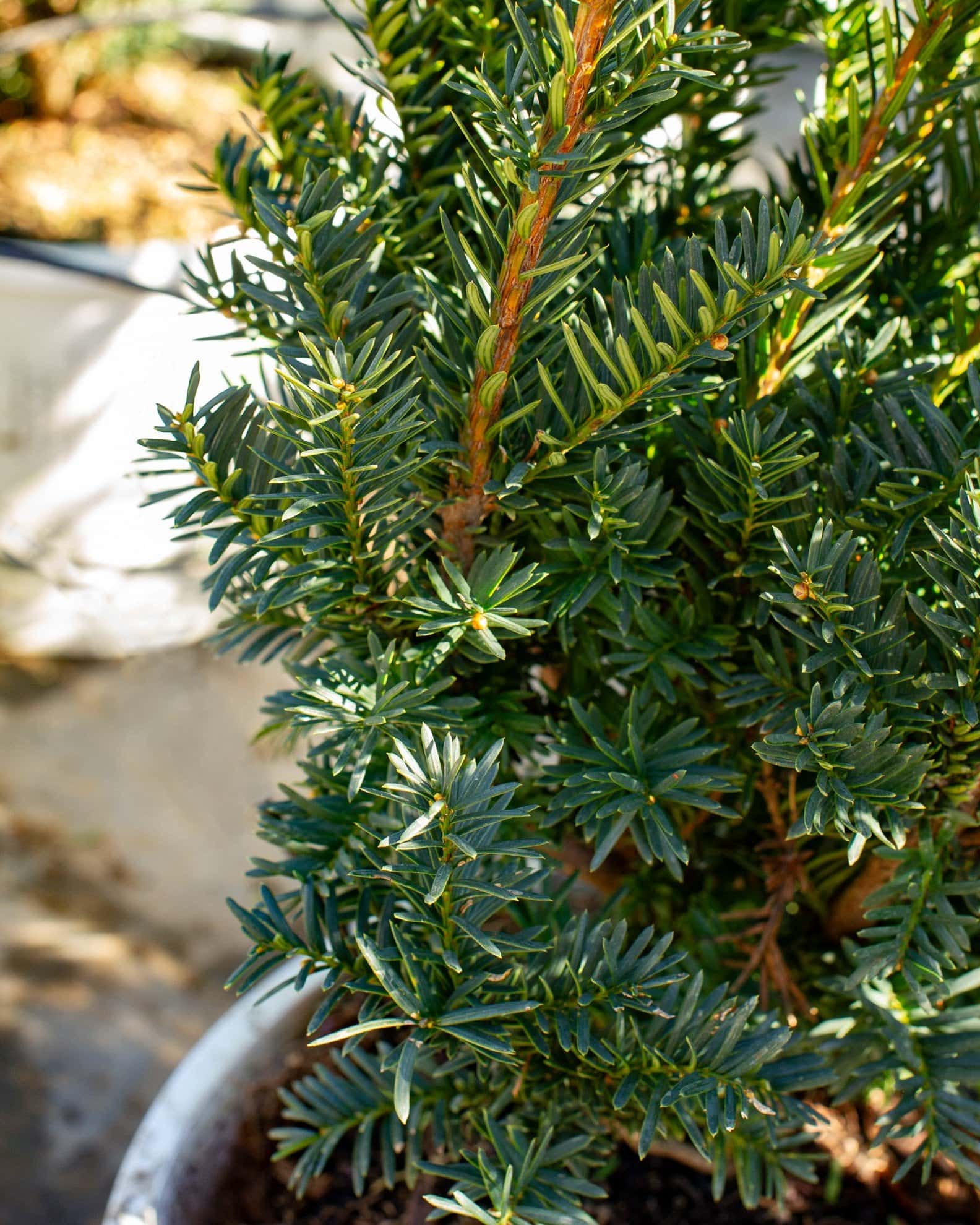 Stonehenge Dark Druid Yew - Image 3