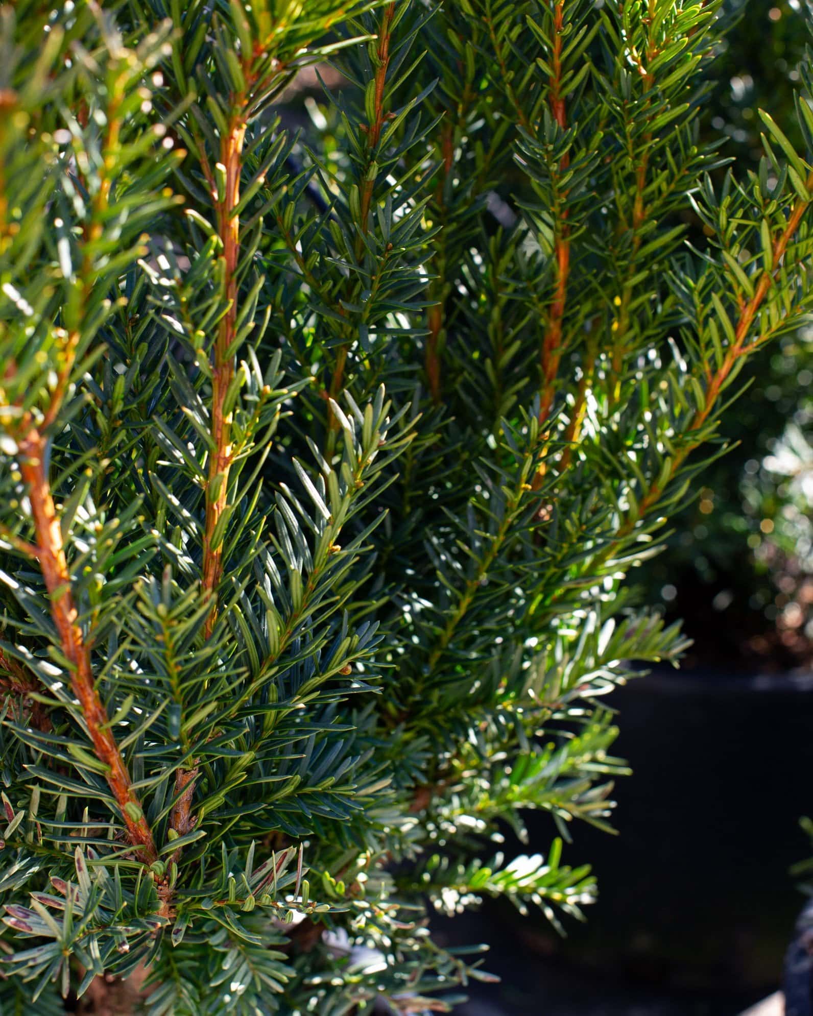 Stonehenge Dark Druid Yew - Image 7