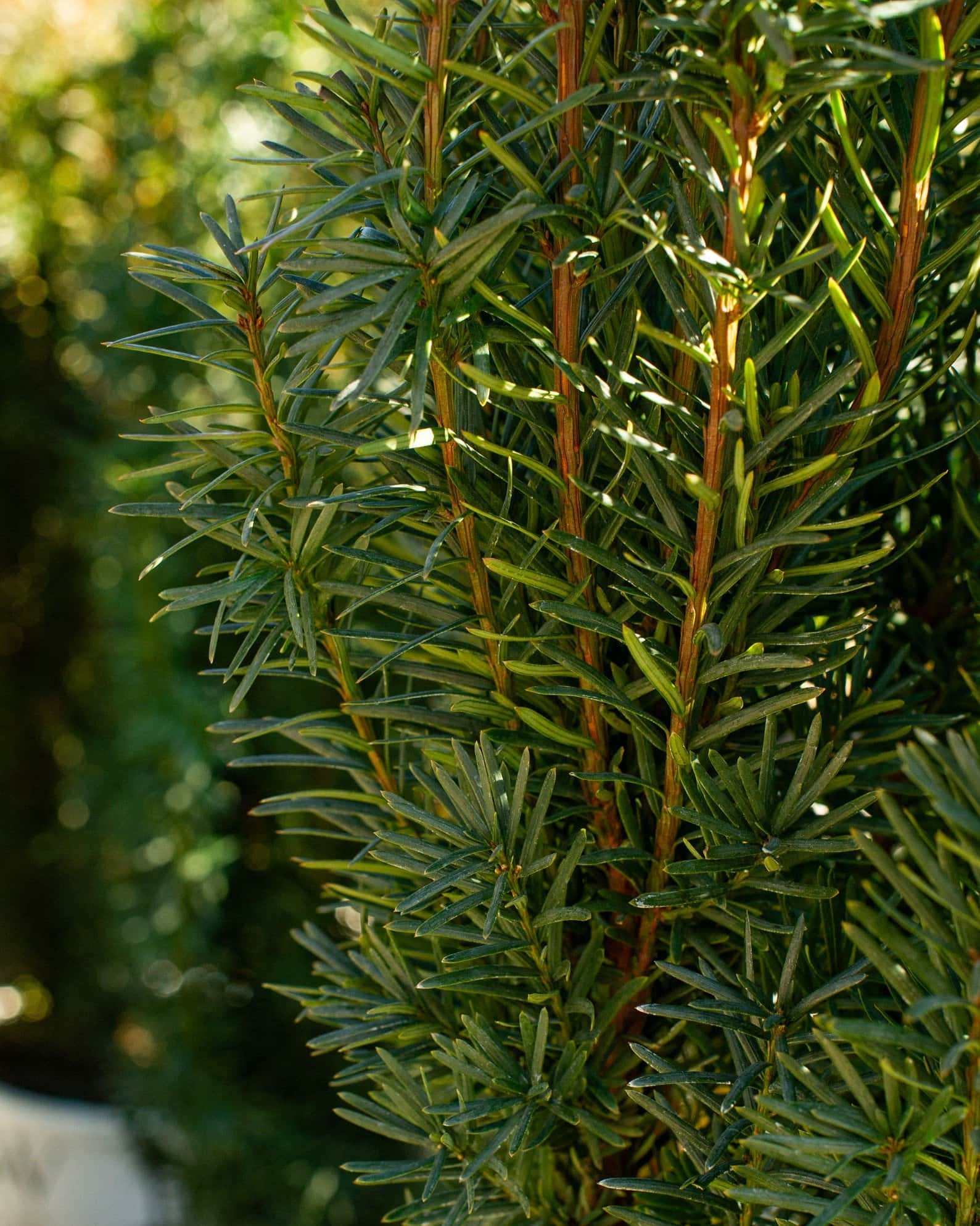 Stonehenge Skinny Yew - Main Image